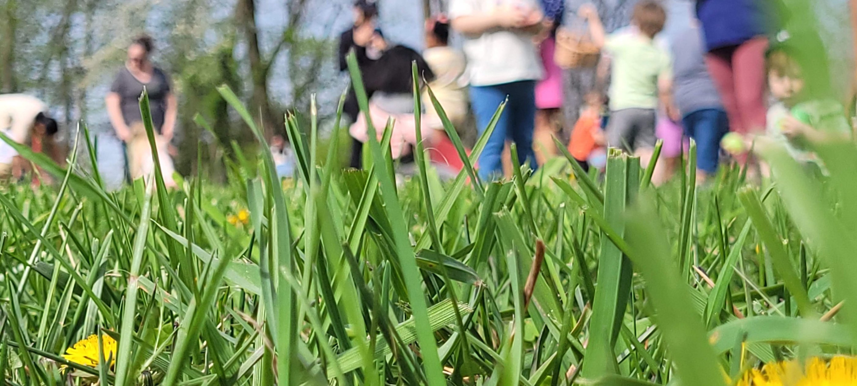 Closeup photo of grass during an Easter Egg Hunt at Crescent Hills Civic Association