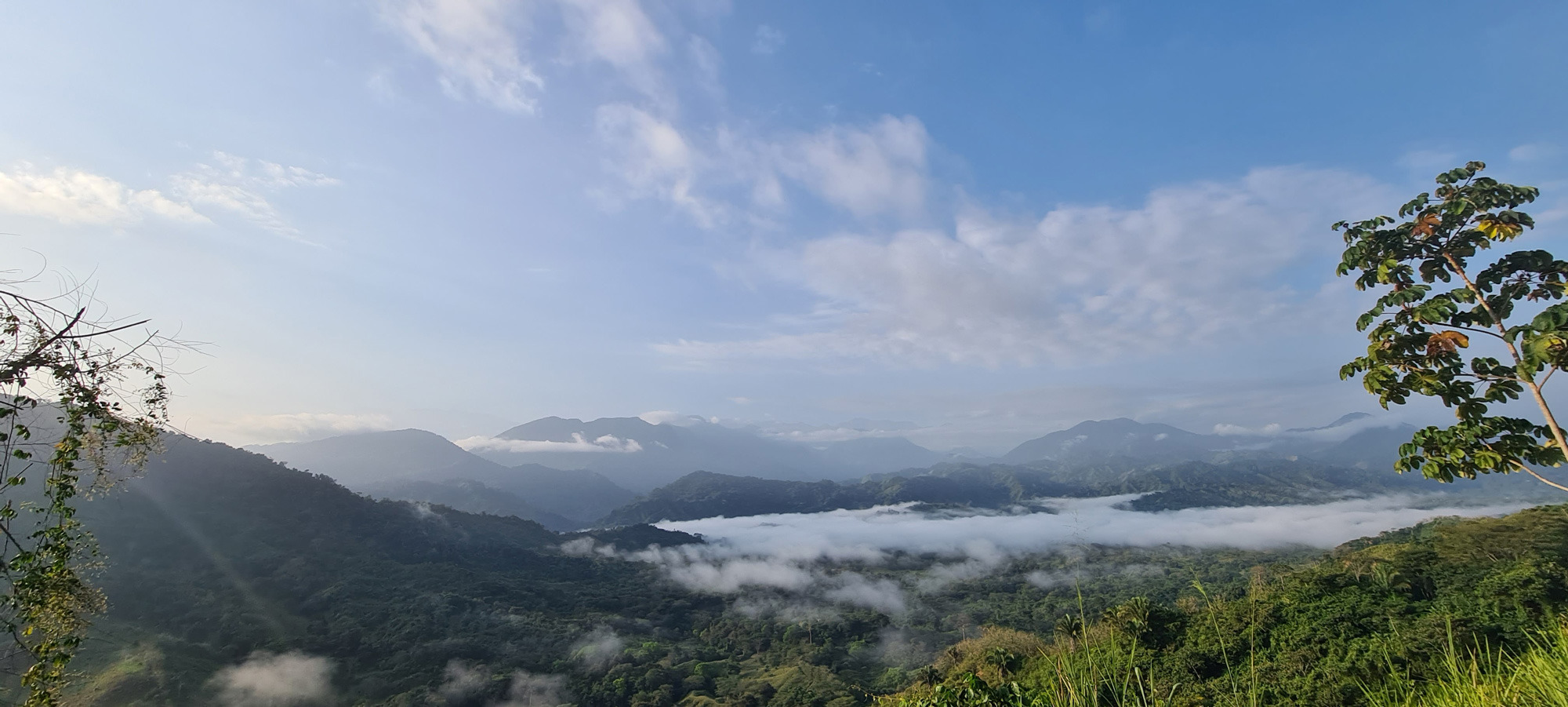 Sierra Nevada de Santa Marta, Terra Forest