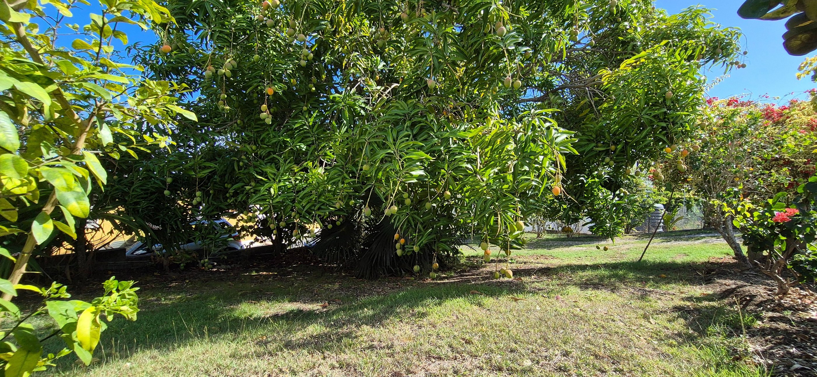 le jardin créole de la villa jolan