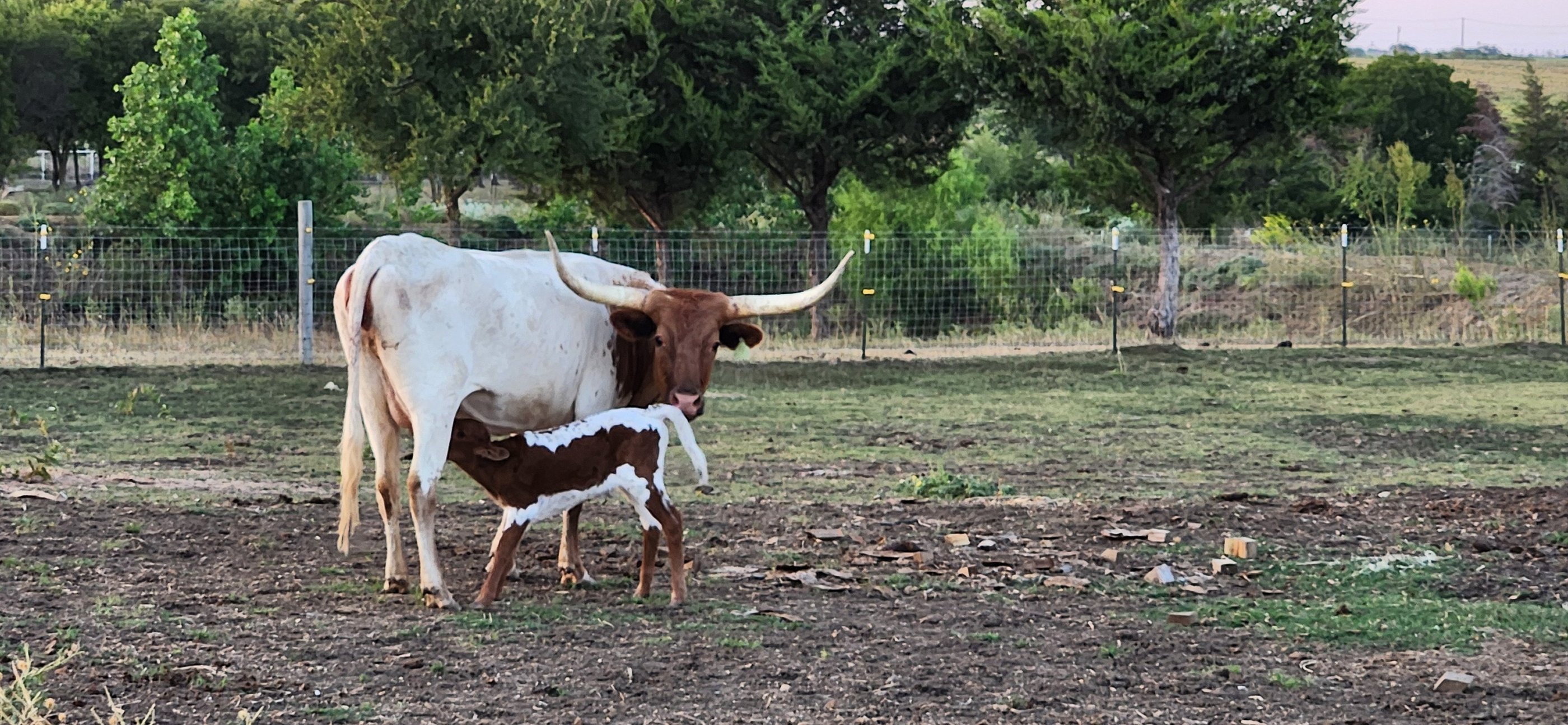 Miniature Longhorn cow and calf
