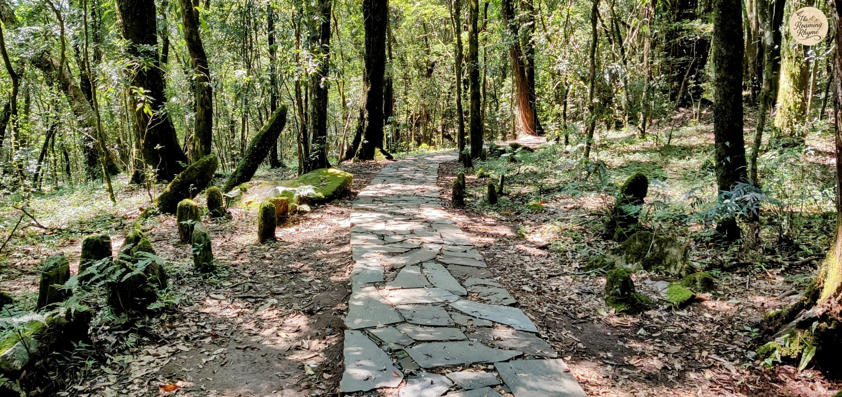 Sacred stones and shaded paths - monoliths of Mawphlang Sacred Forest.