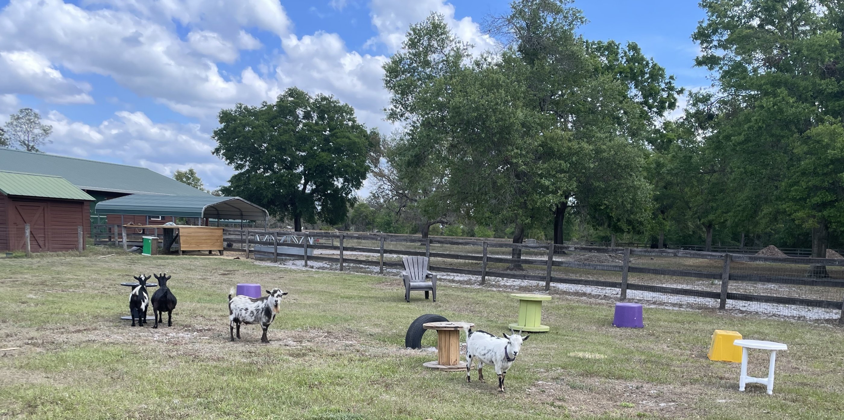 Goats grazing and playing in an open pasture at Pagnotta Family Farm on a sunny day.