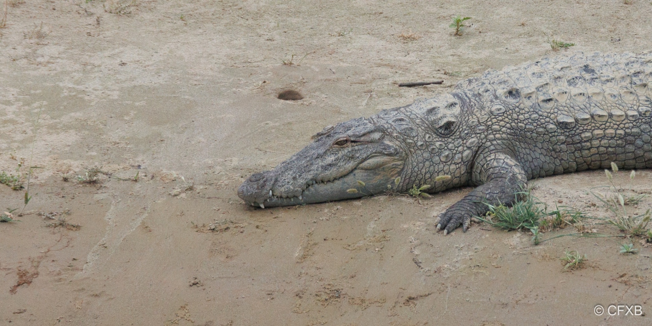 crocodilealong mohana river