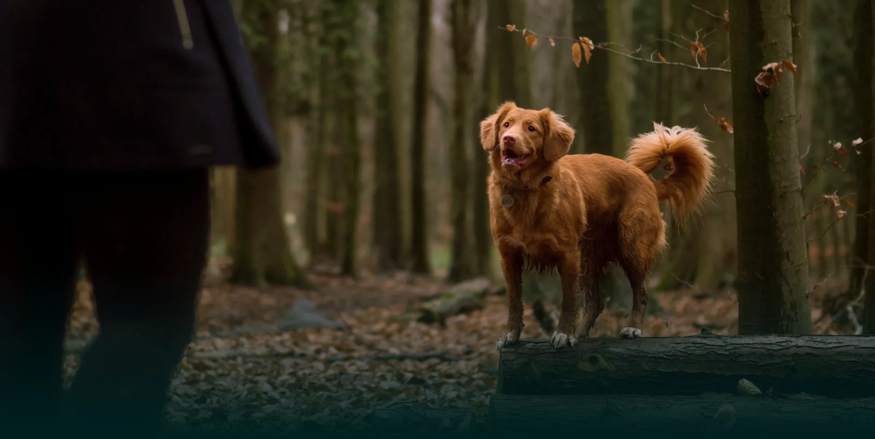 dogAdvisor β² dogadvisor β² dog advisor β² Blog for new dog owners β² dogs β² dog advisers β² dog advisors