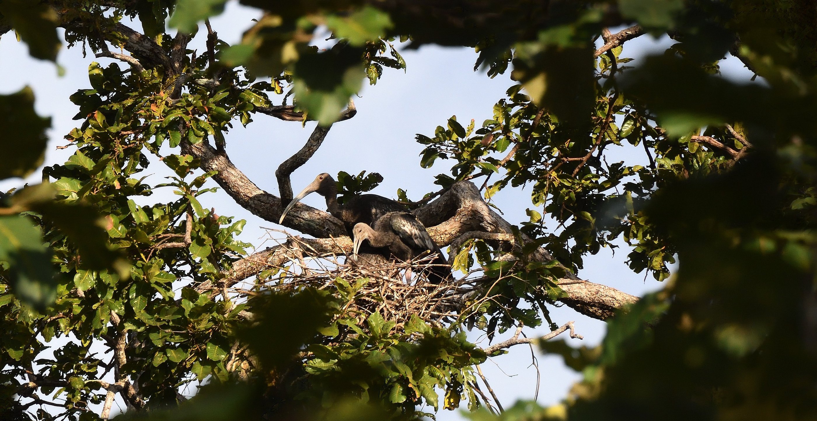 Nesting Giant Ibis
