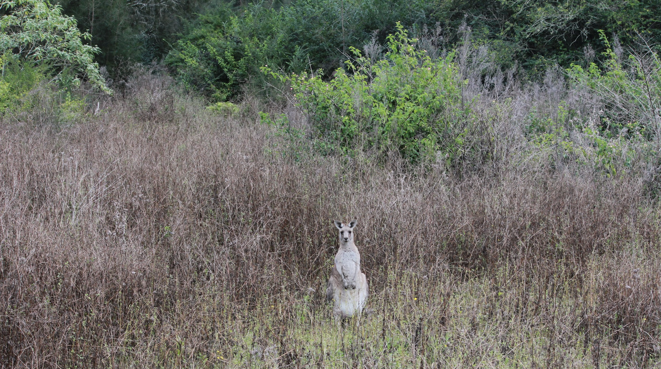 kangaroo Morissey NSW, Australia