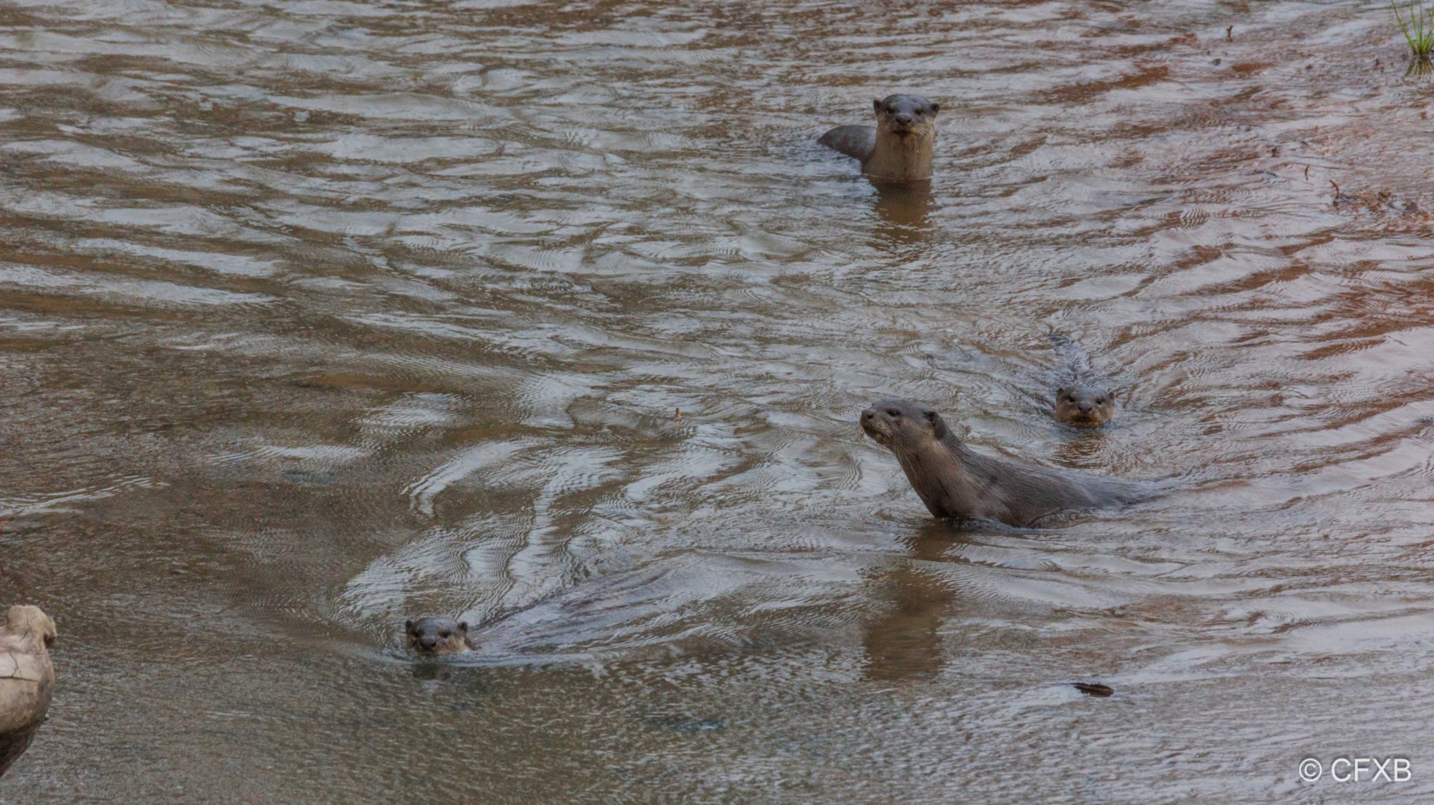 otters inBardia National Park