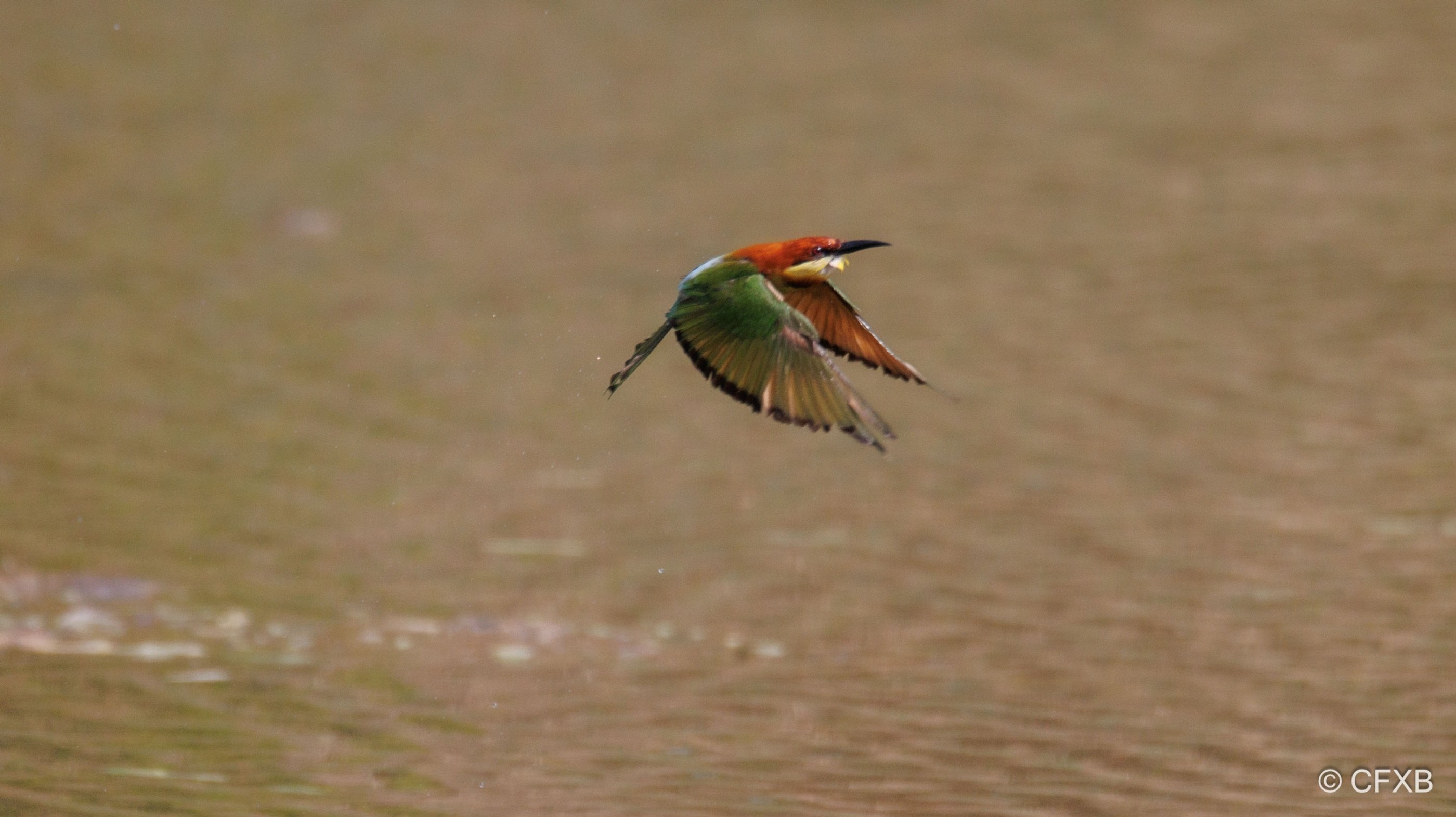 bee-eater in flight over Mohana river