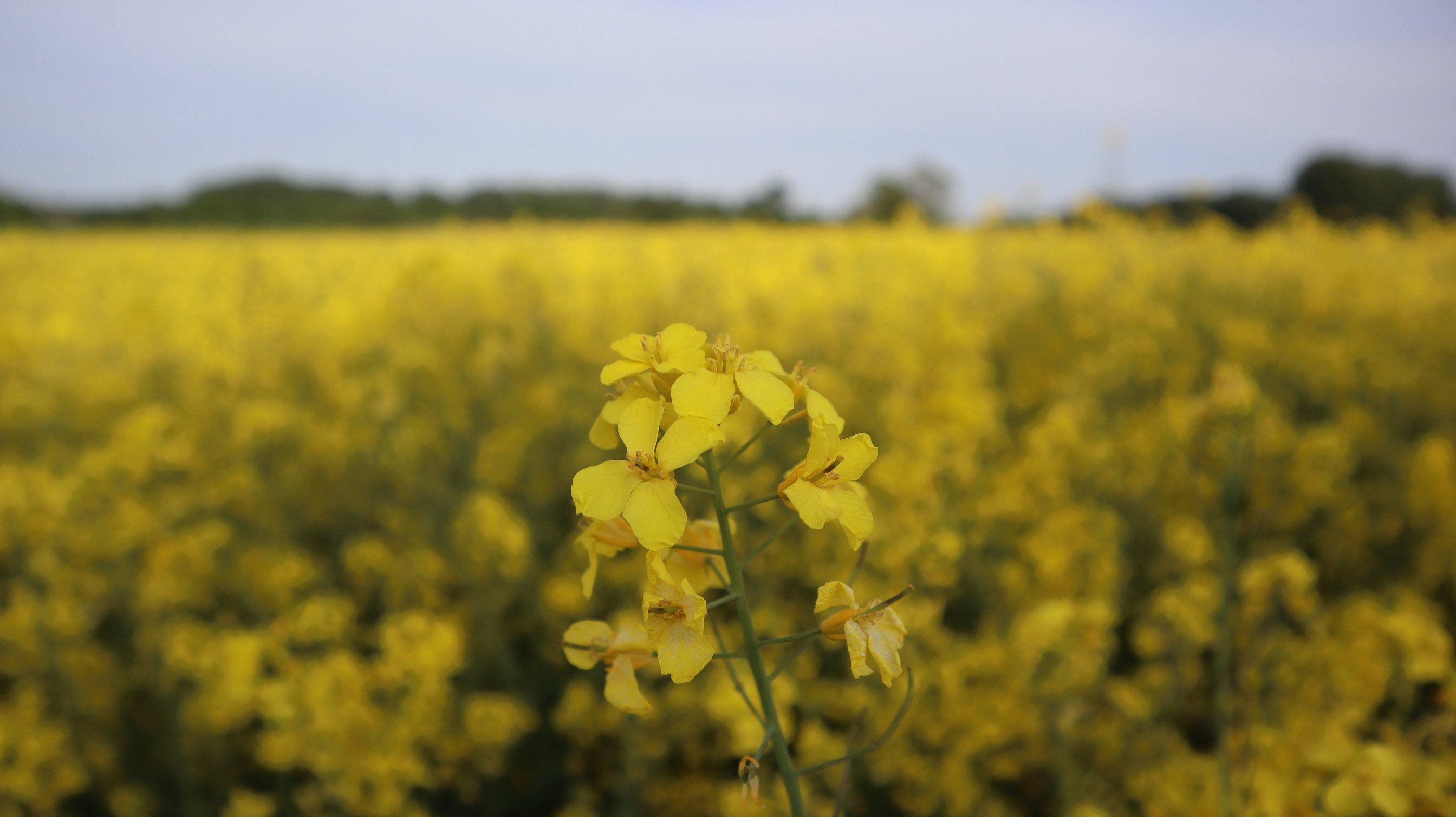 Mustard Flower at a mustard Oil Field. It shows a natural grown field of mustard plants