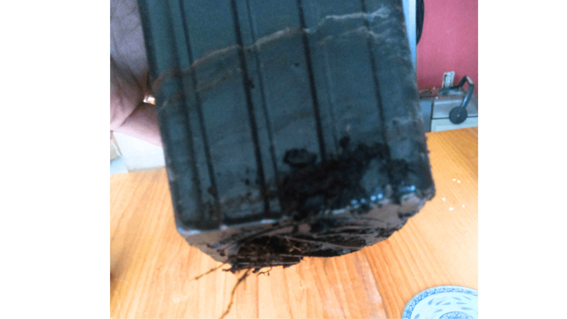 Bottom of a potted fig cutting