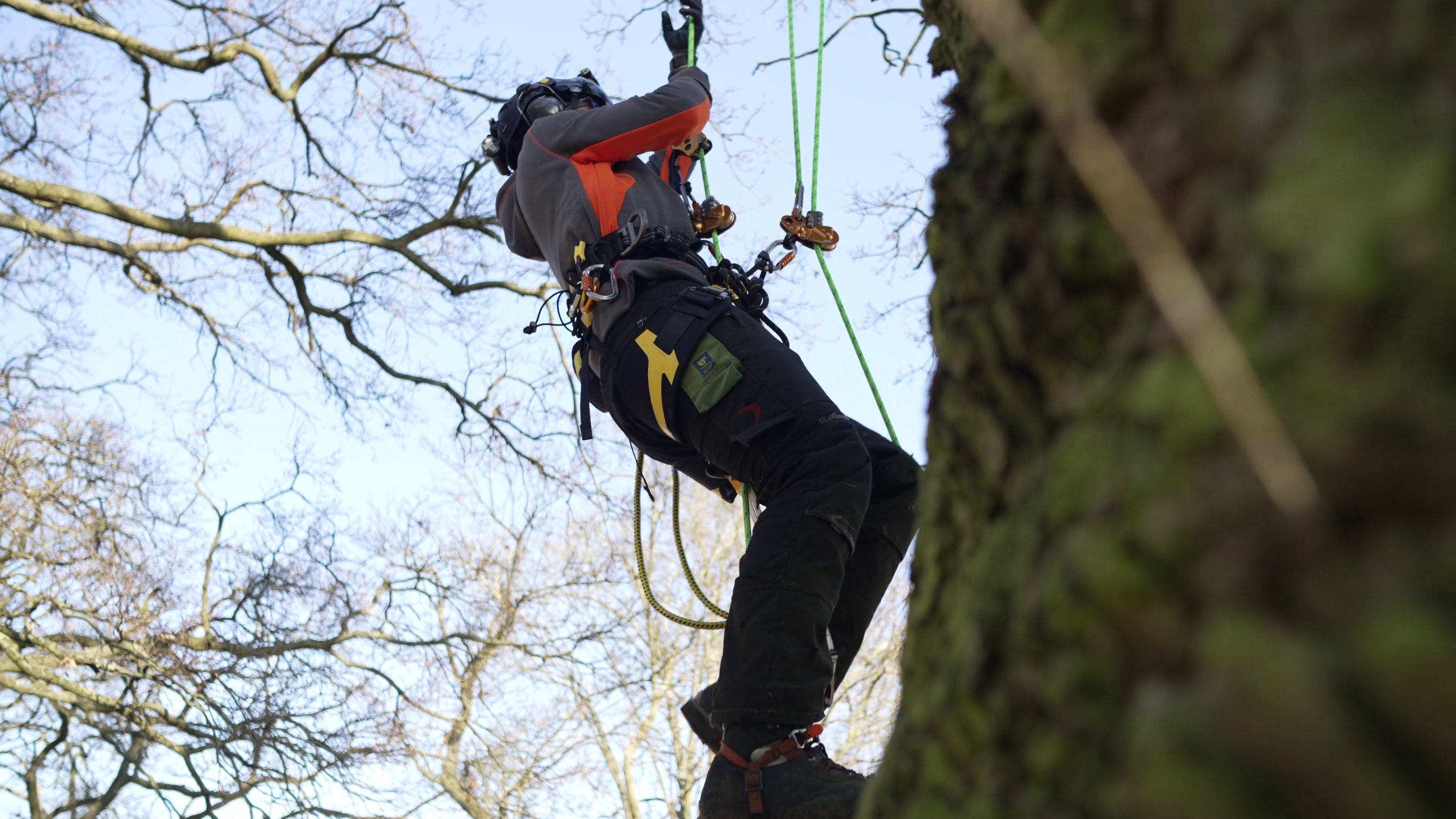 tree surgeon climbing a tree