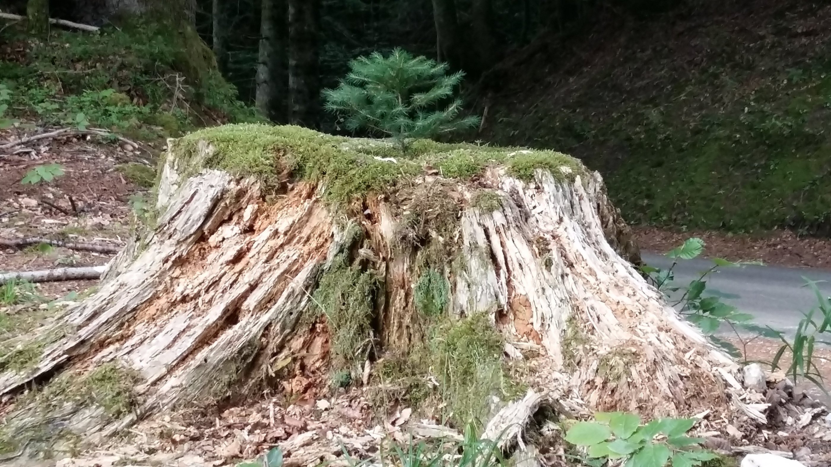 Petit sapin qui pousse sur une souche morte et régénère ainsi l'arbre