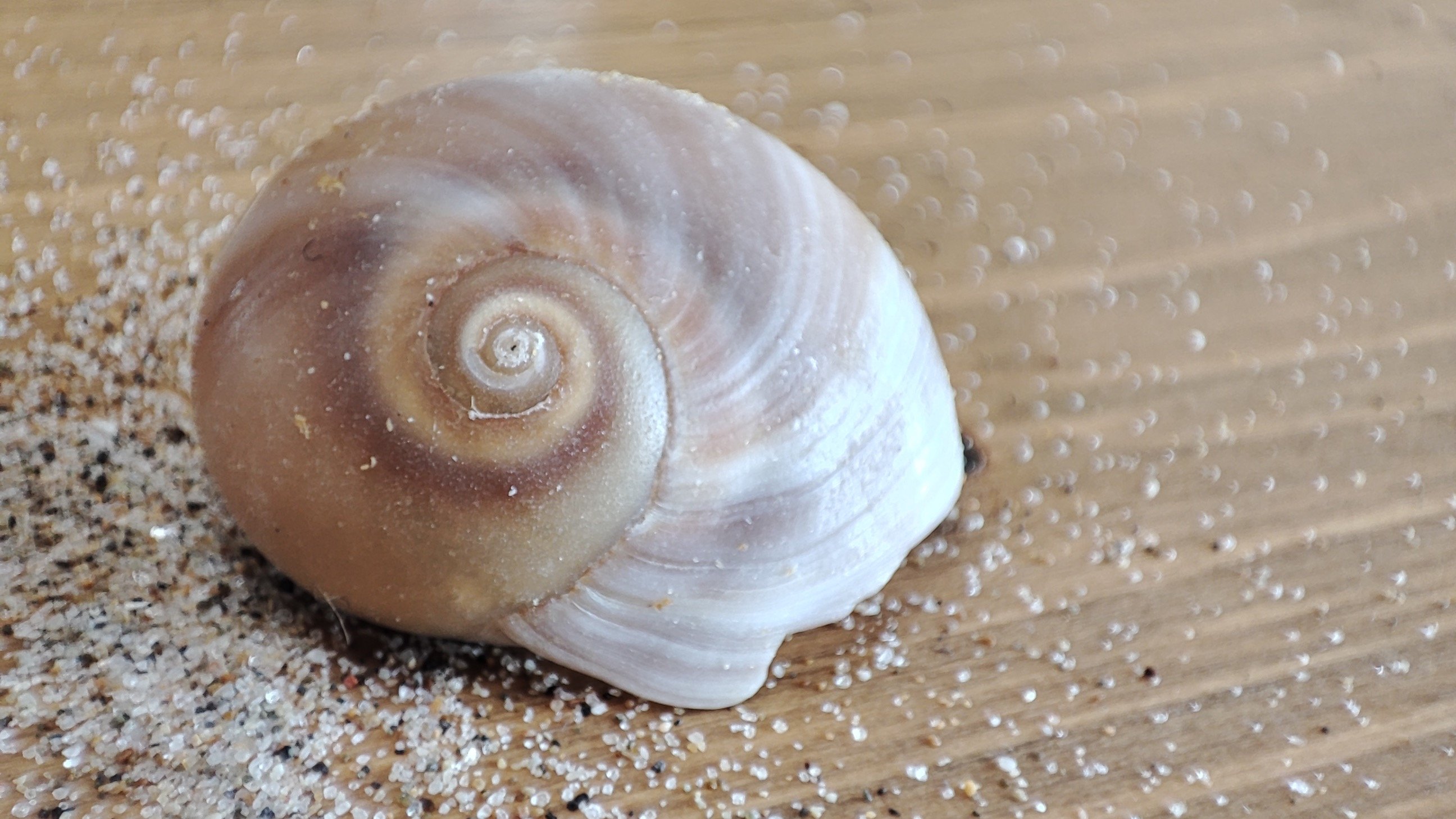 ein beigefarbeneres Schneckenhaus mit sand auf Holzuntergrund