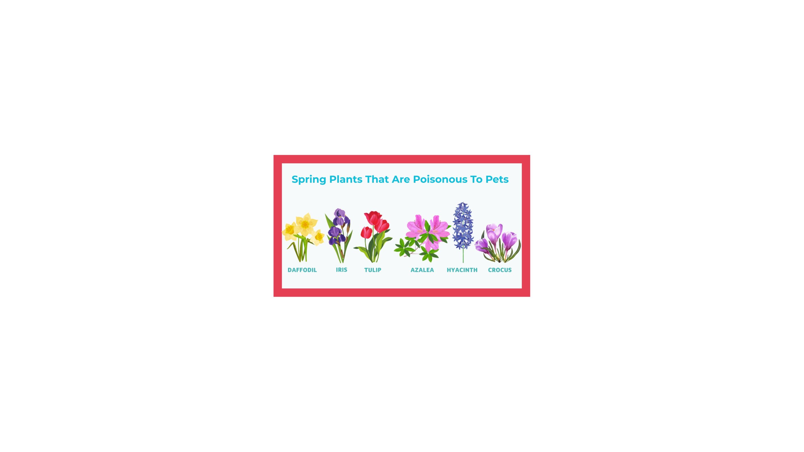 Spring plants toxic to dogs including daffodils, tulips, azaleas, hyacinths, crocuses, and iris.