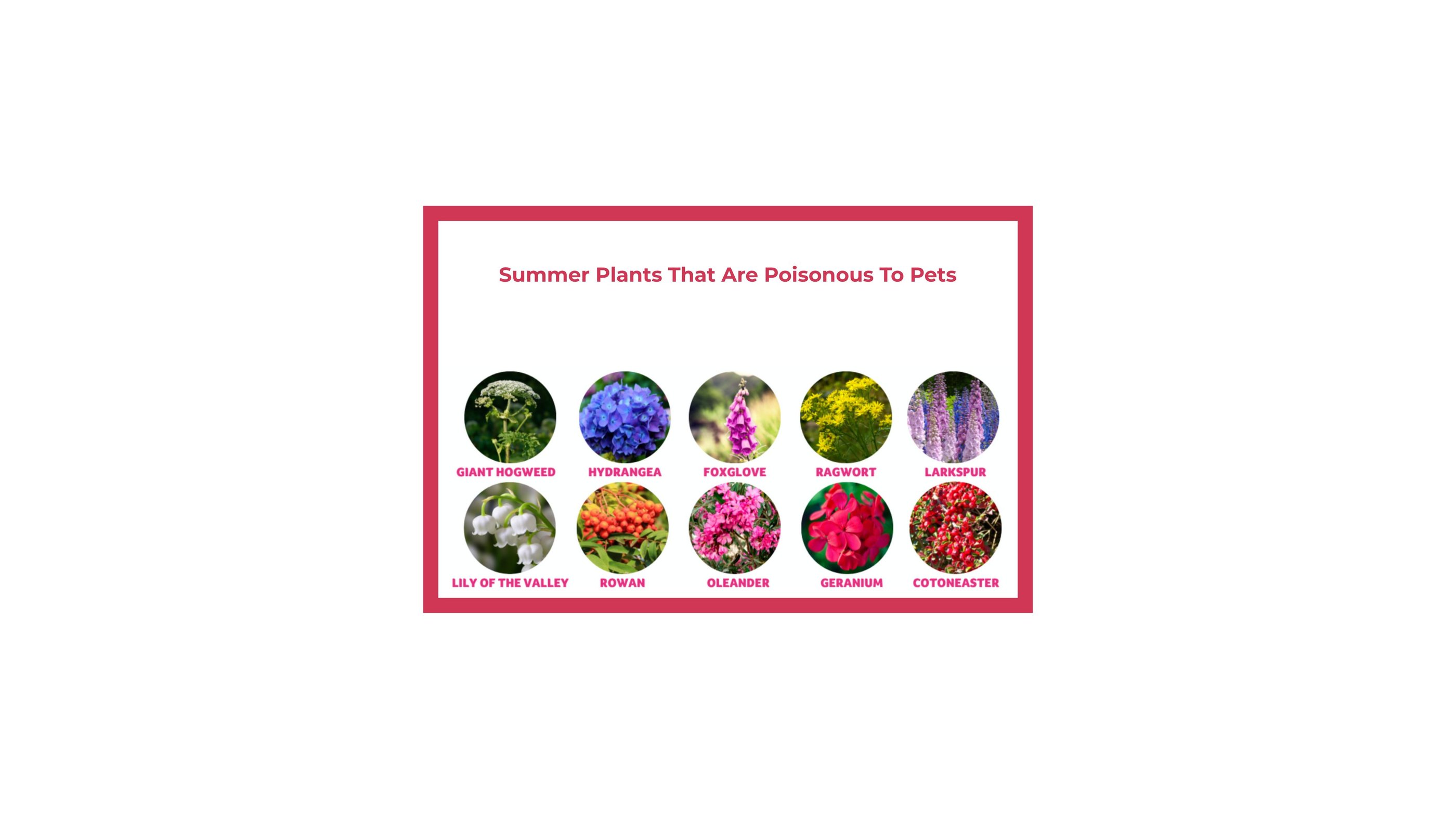 Summer plants toxic to dogs including hydrangea, foxglove, oleander, larkspur, ragwort, and others.