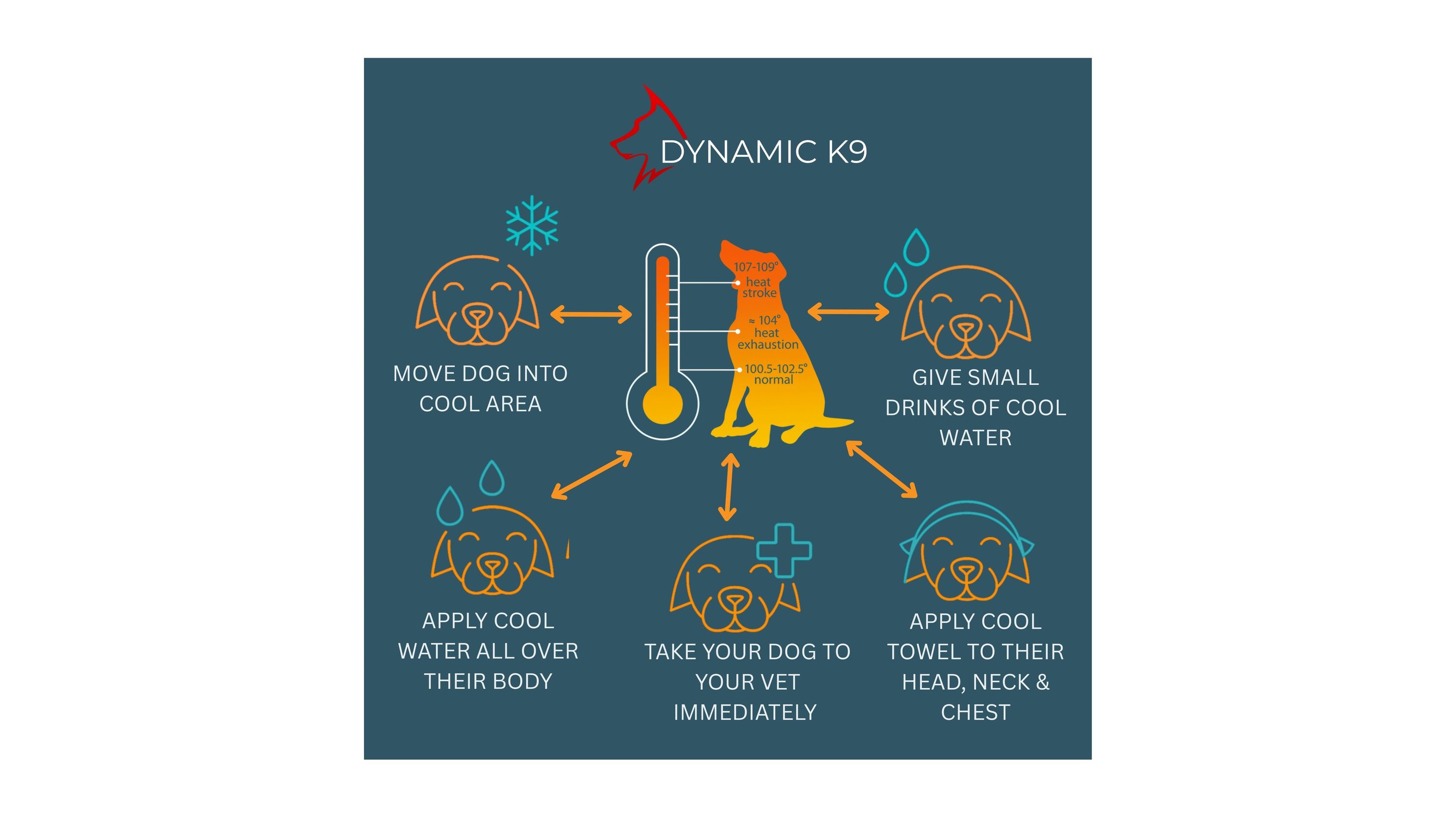 Infographic: 5 steps to cool a dog during heat stroke – Dynamic K9 Tampa.