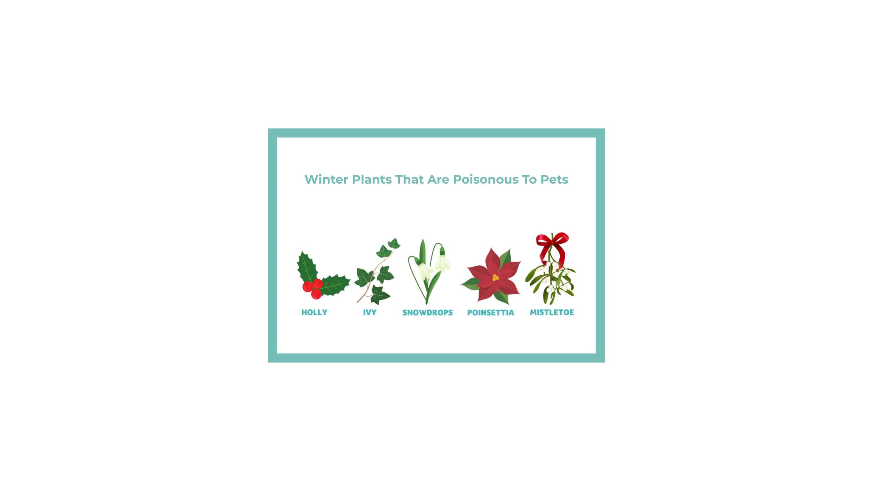 Winter plants toxic to dogs including holly, ivy, snowdrops, poinsettia, and mistletoe.