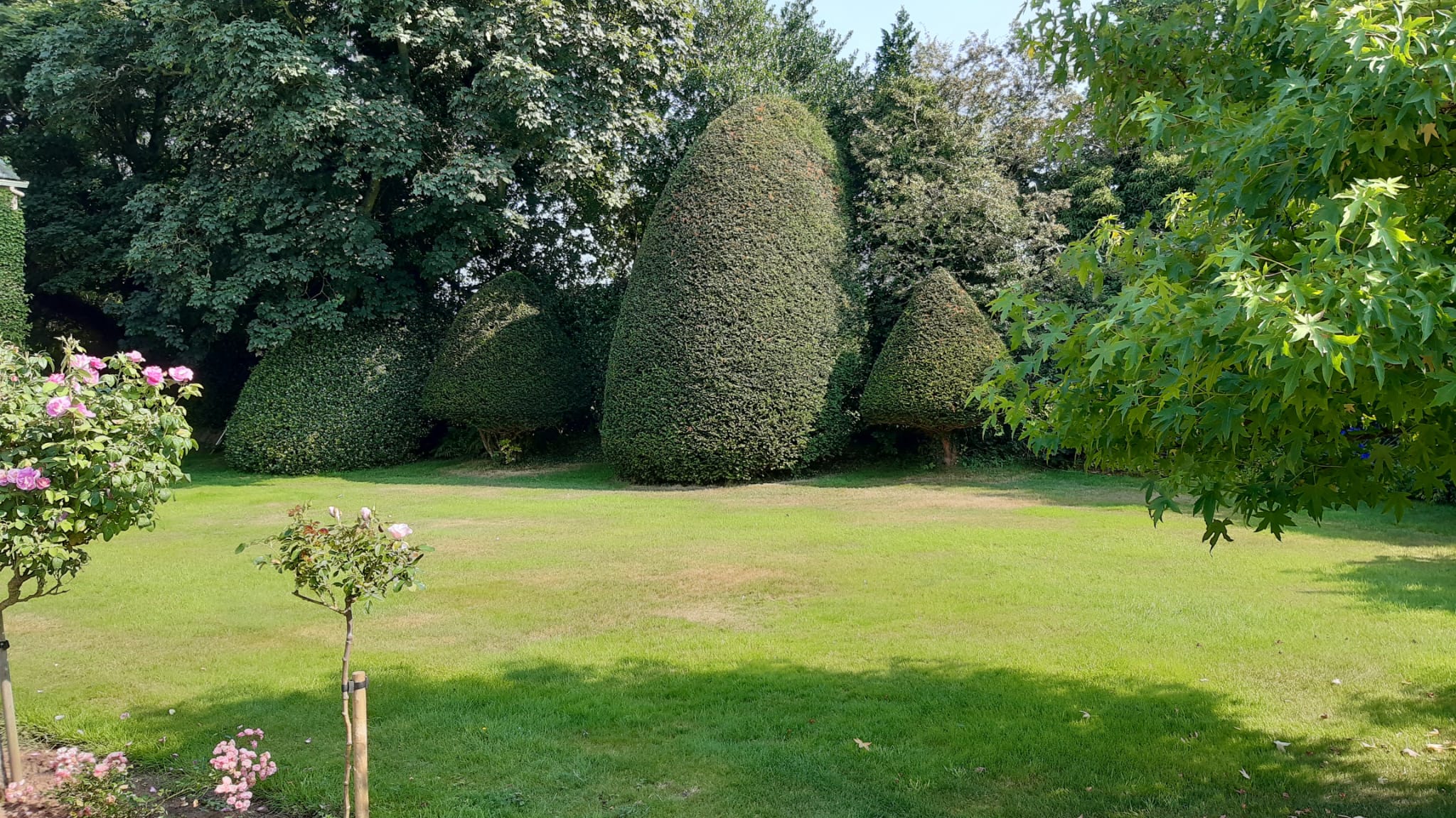 hedge trimming