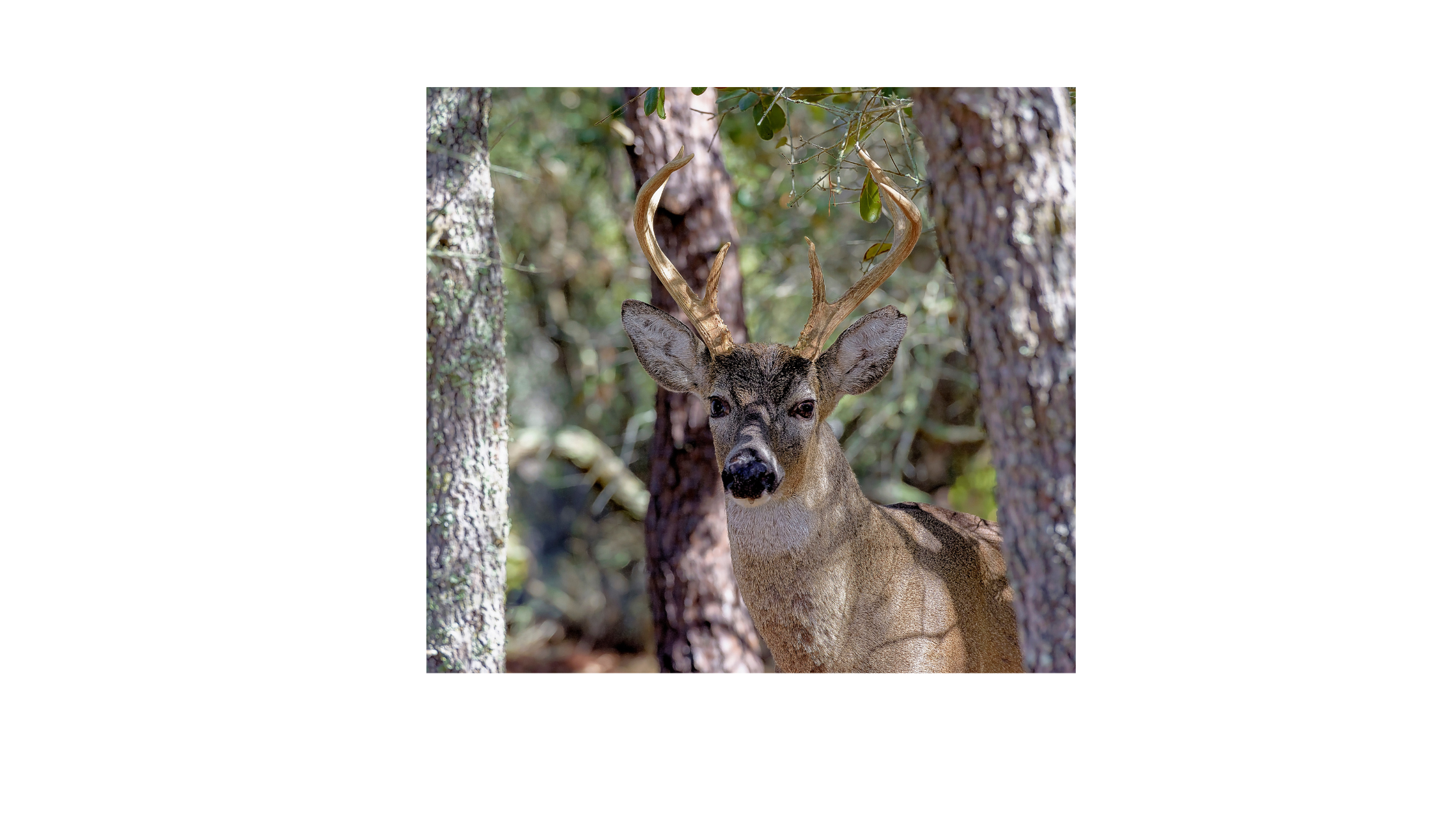 Florida Buck