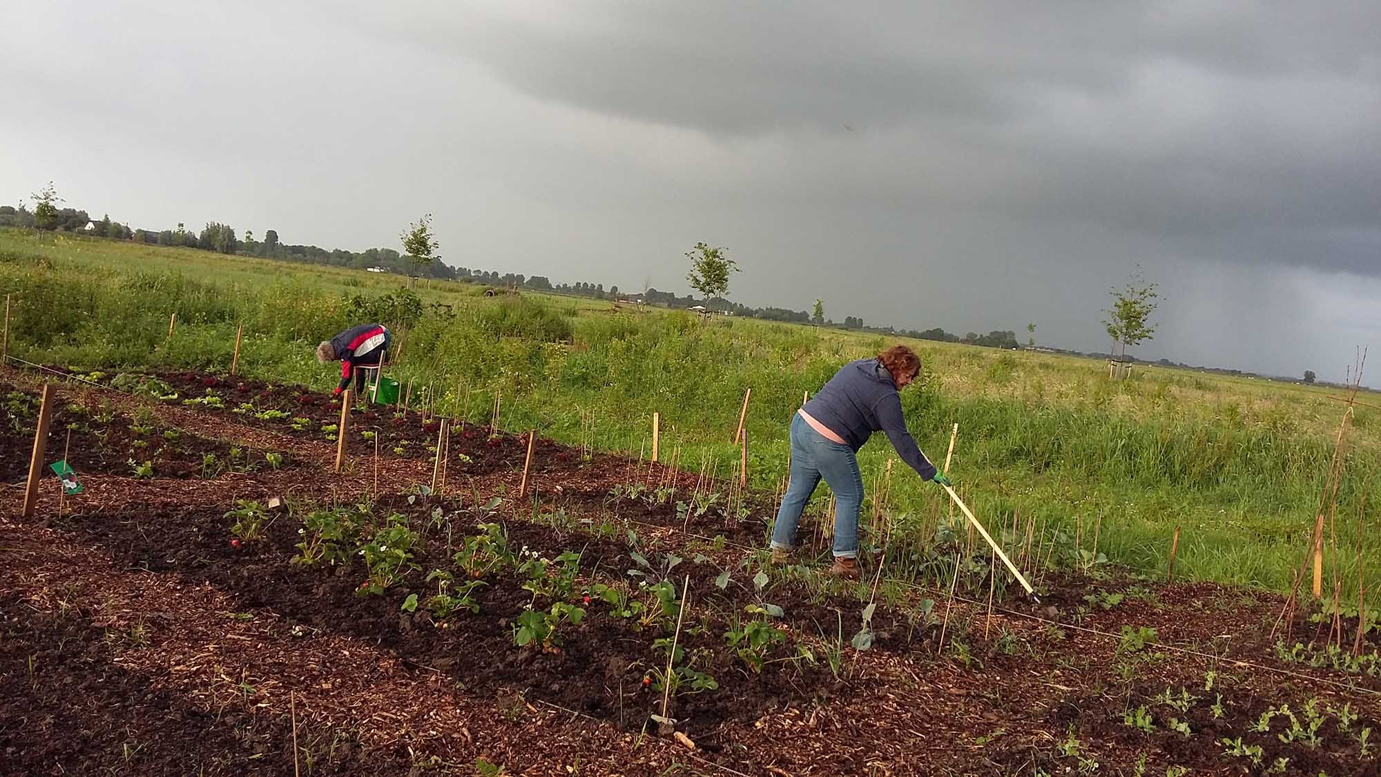 een vrijwilliger woelt de aarde om in de groentetuin