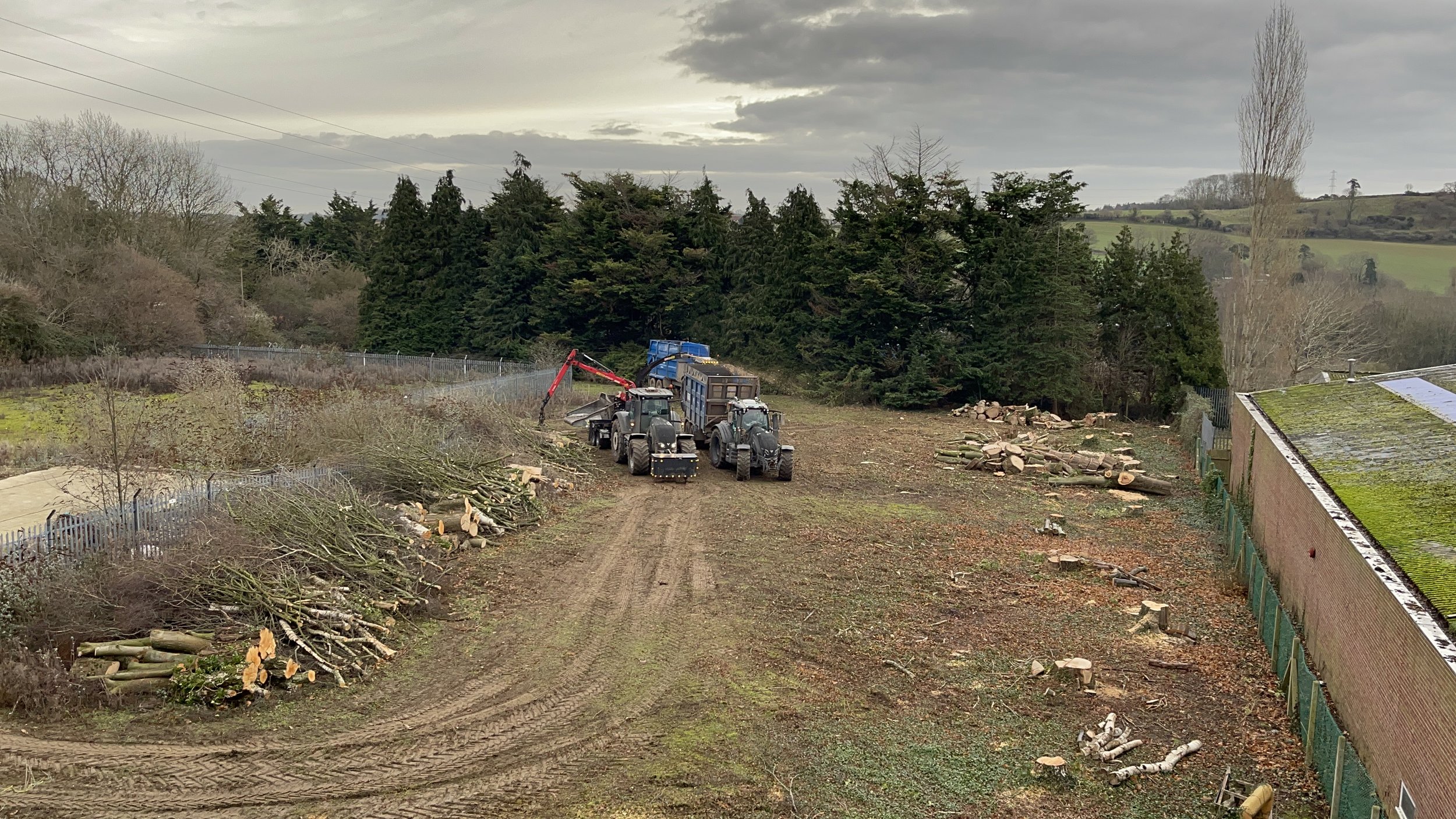 trees being removed from a site
