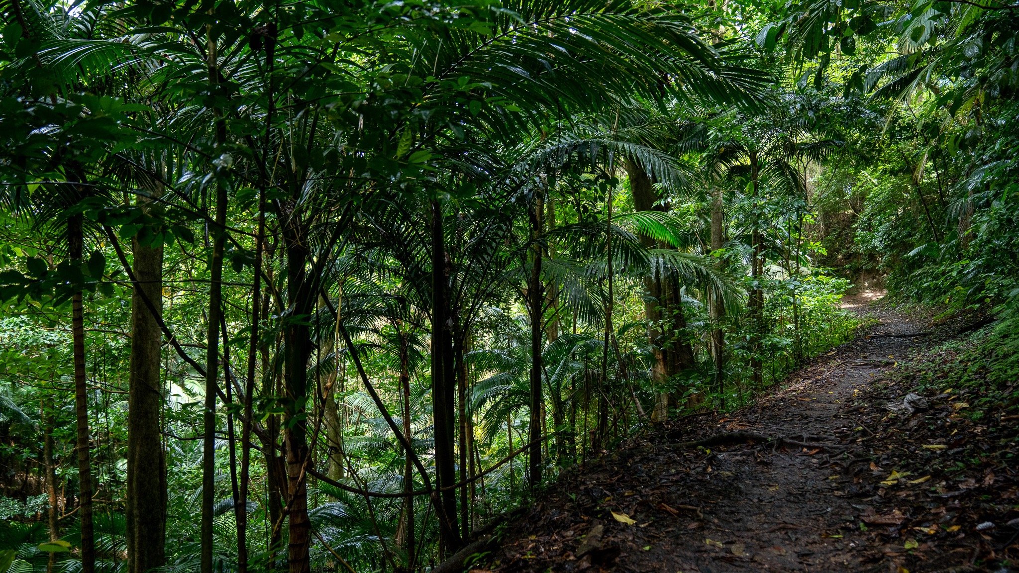 Martinique foret photo