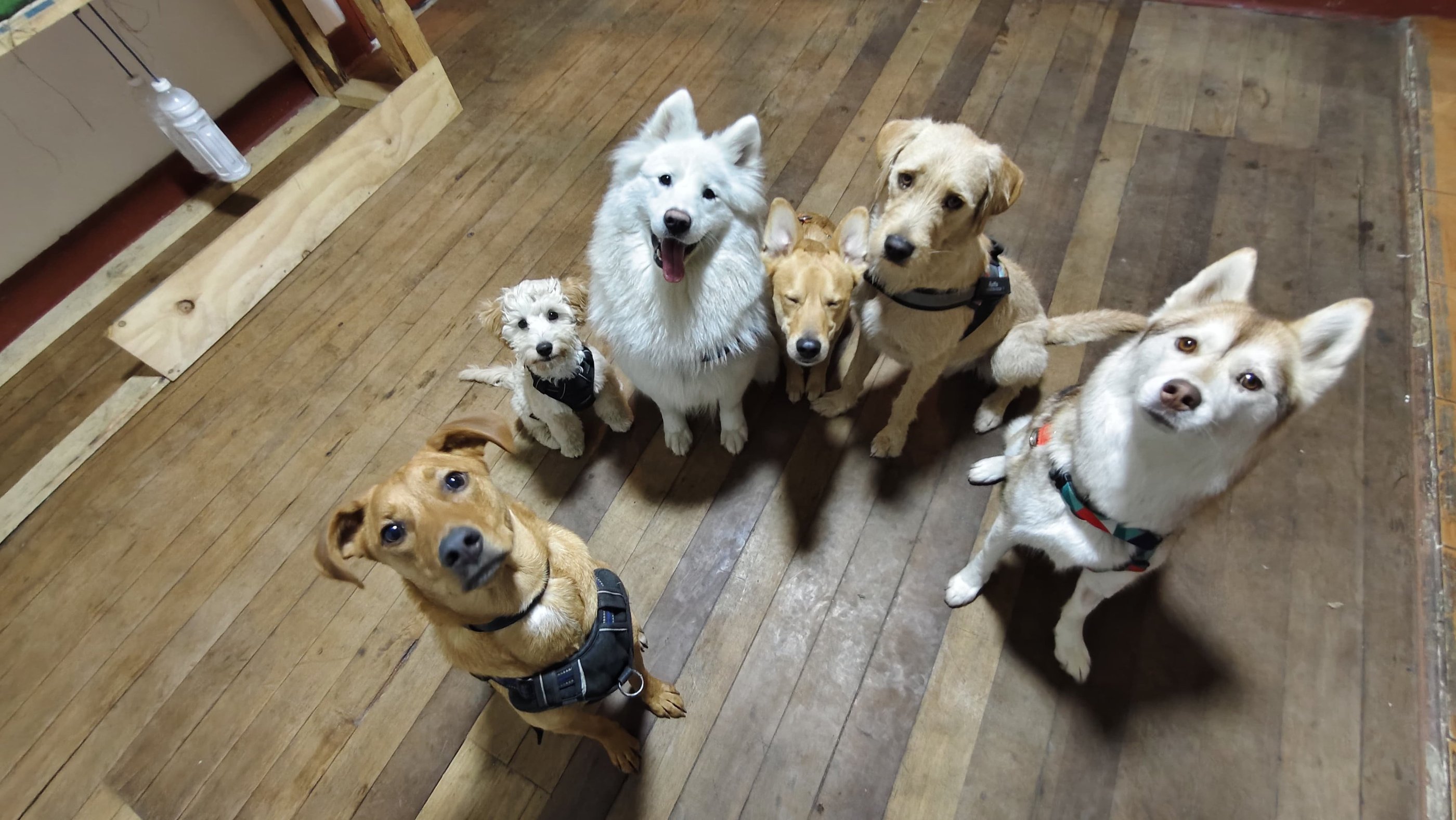 Grupo de socialización de perros