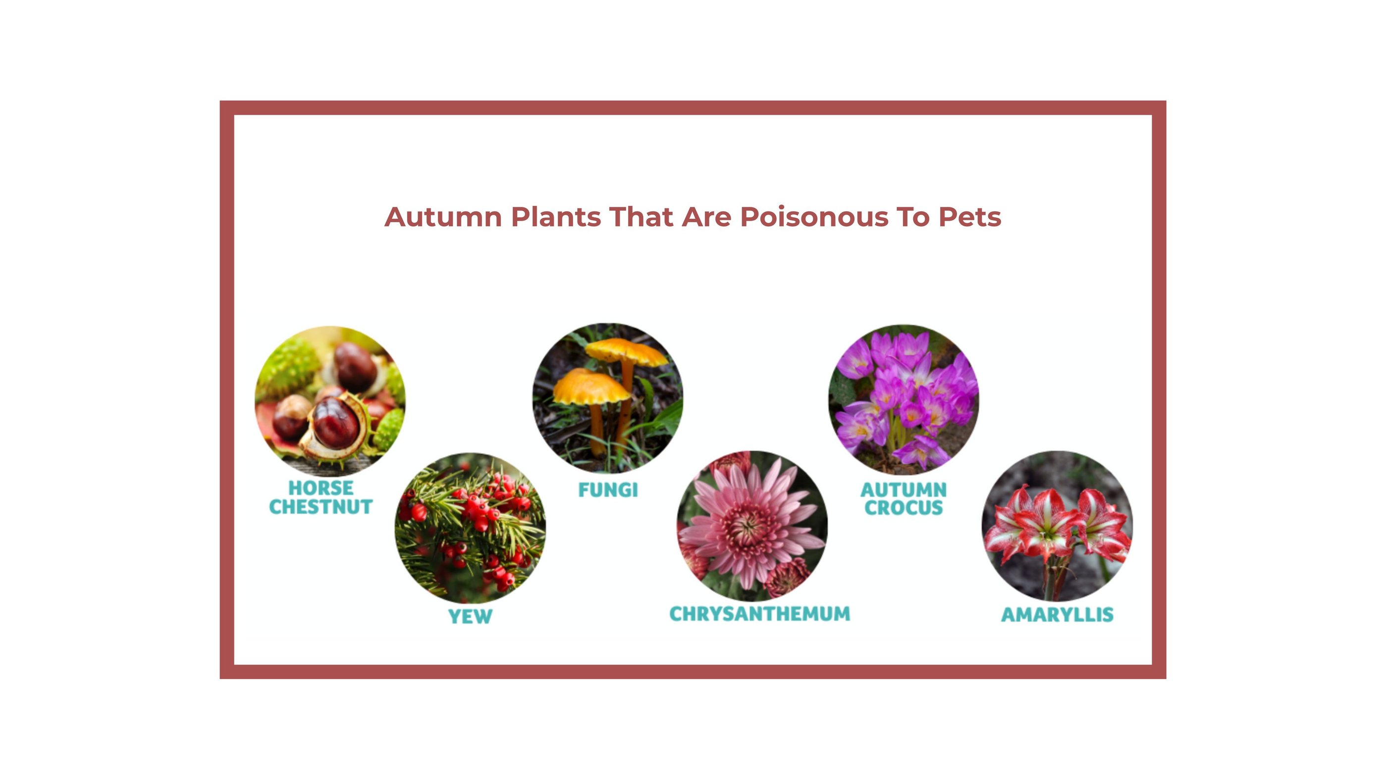 Autumn plants toxic to dogs: horse chestnut, autumn crocus, chrysanthemum, fungi, amaryllis, yew.