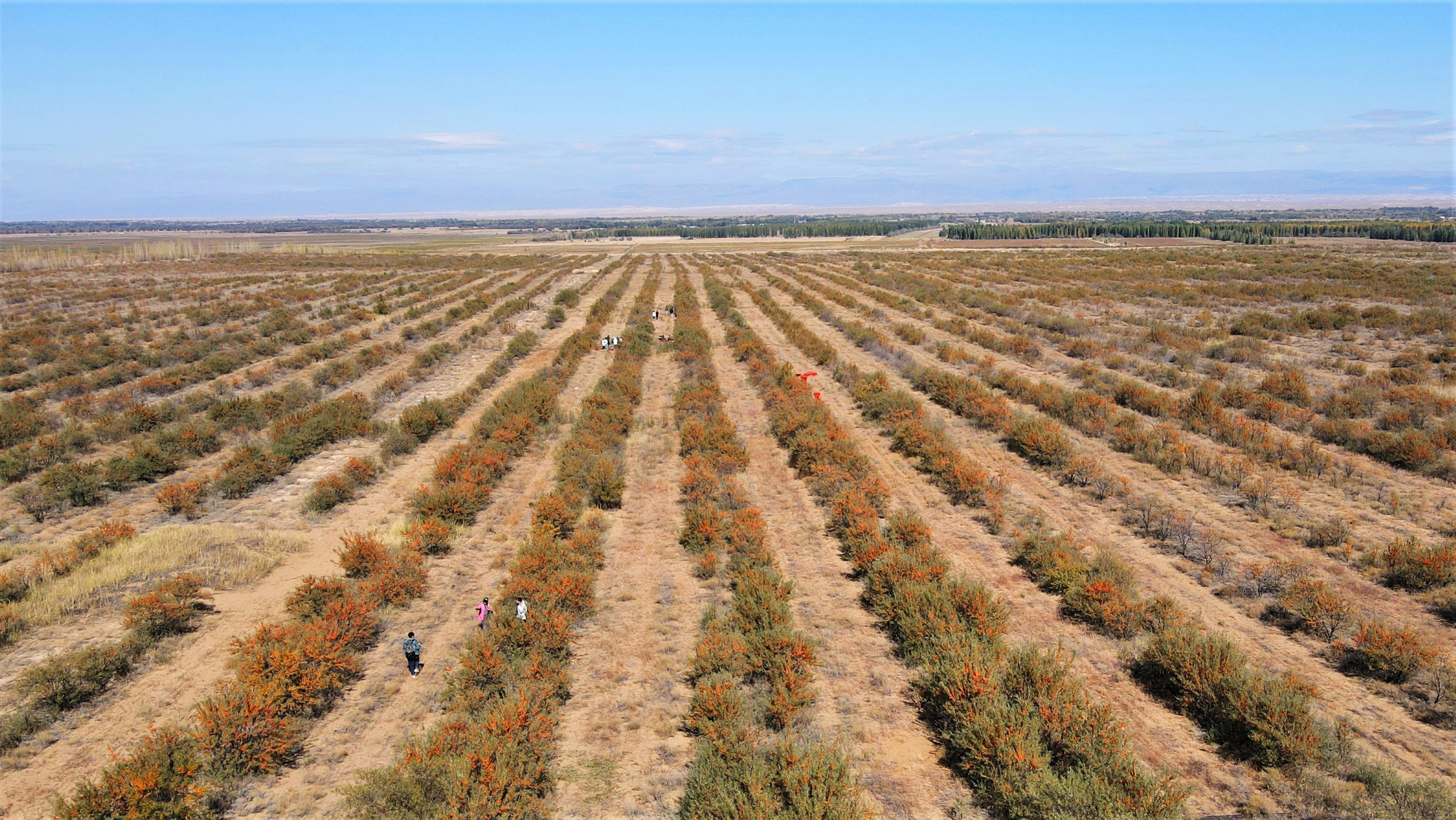 sea buckthorn farm, China