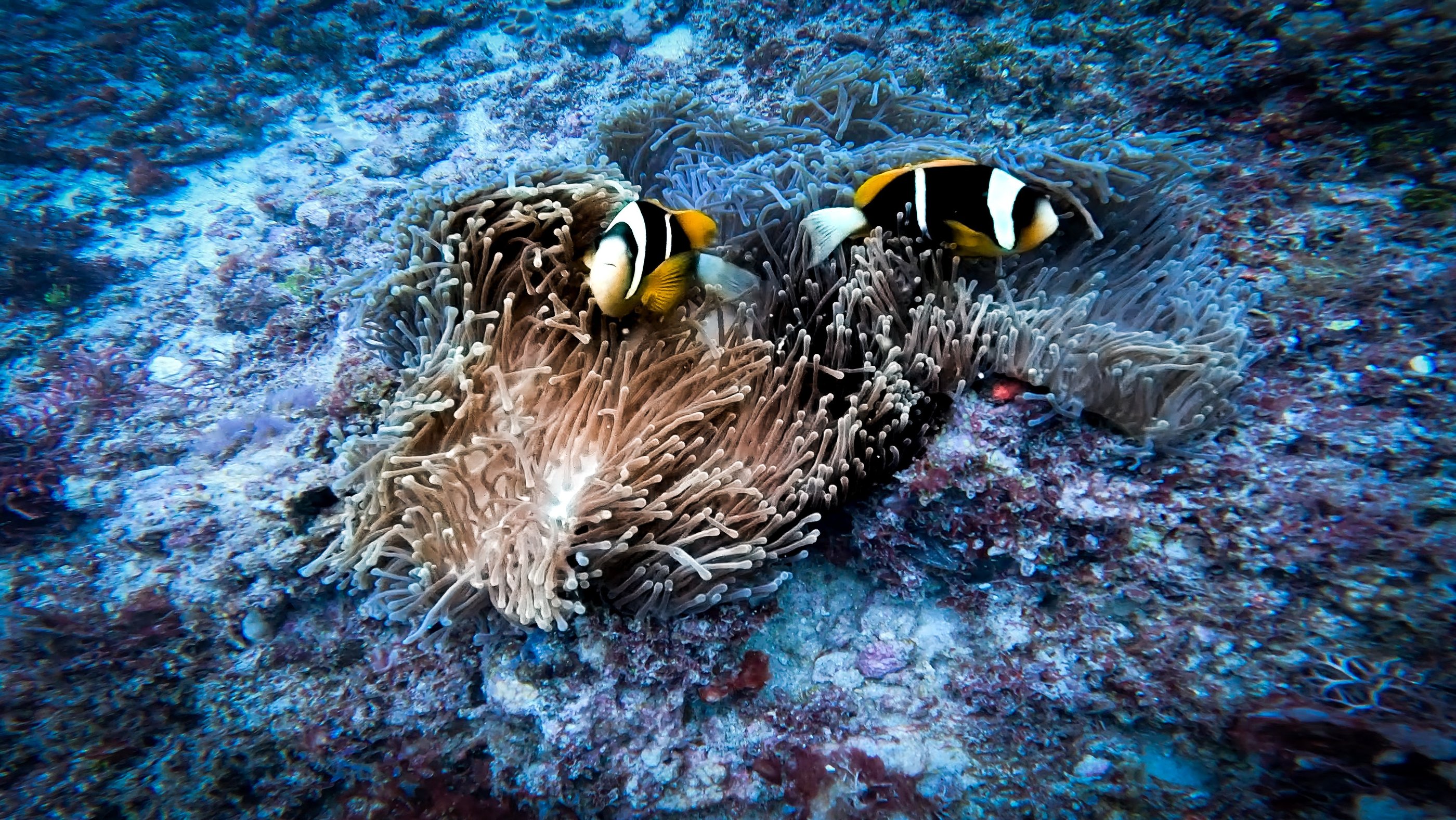 two clown fish in the water