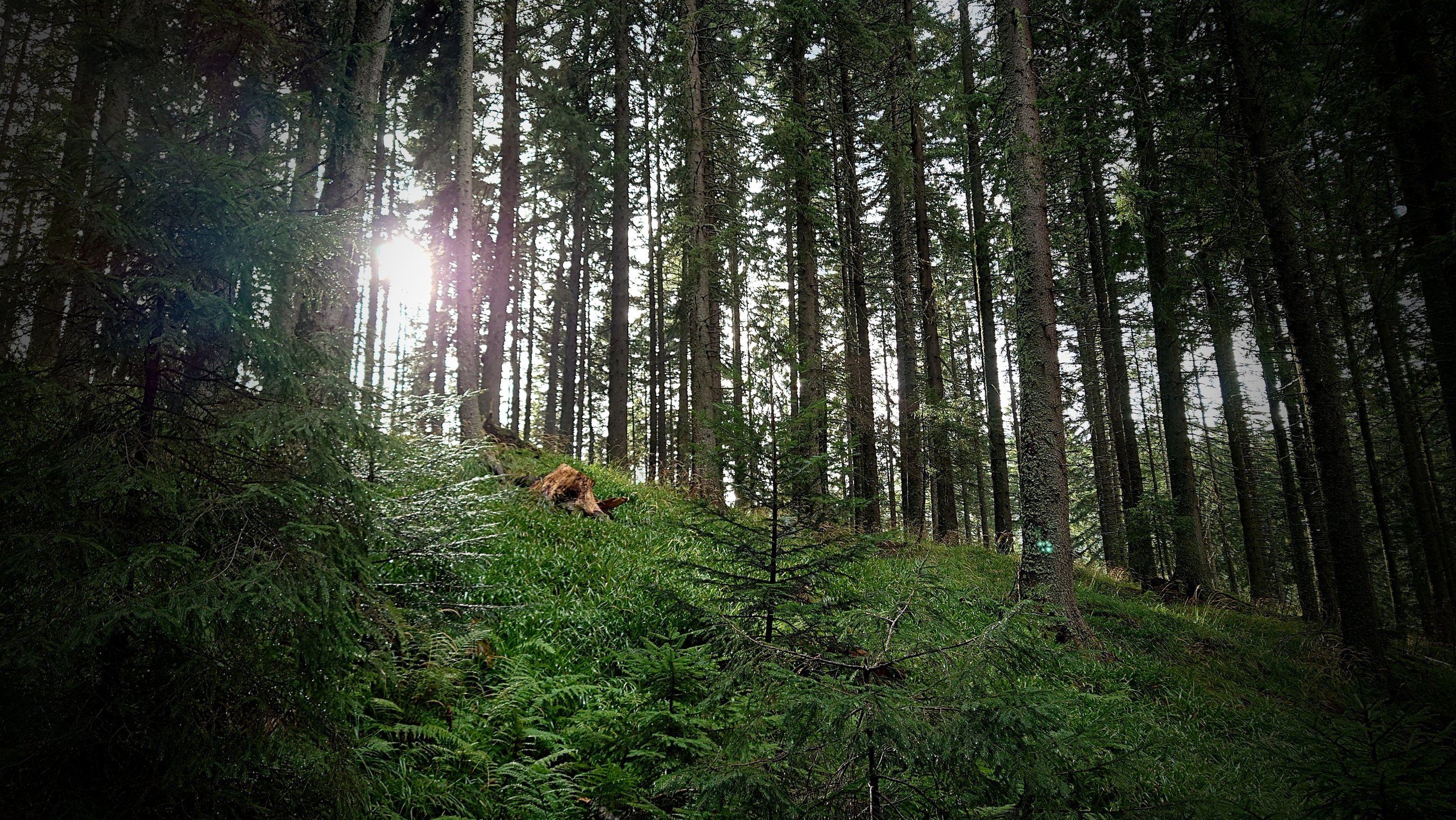 padure neumblata cu soare stralucind printre copaci