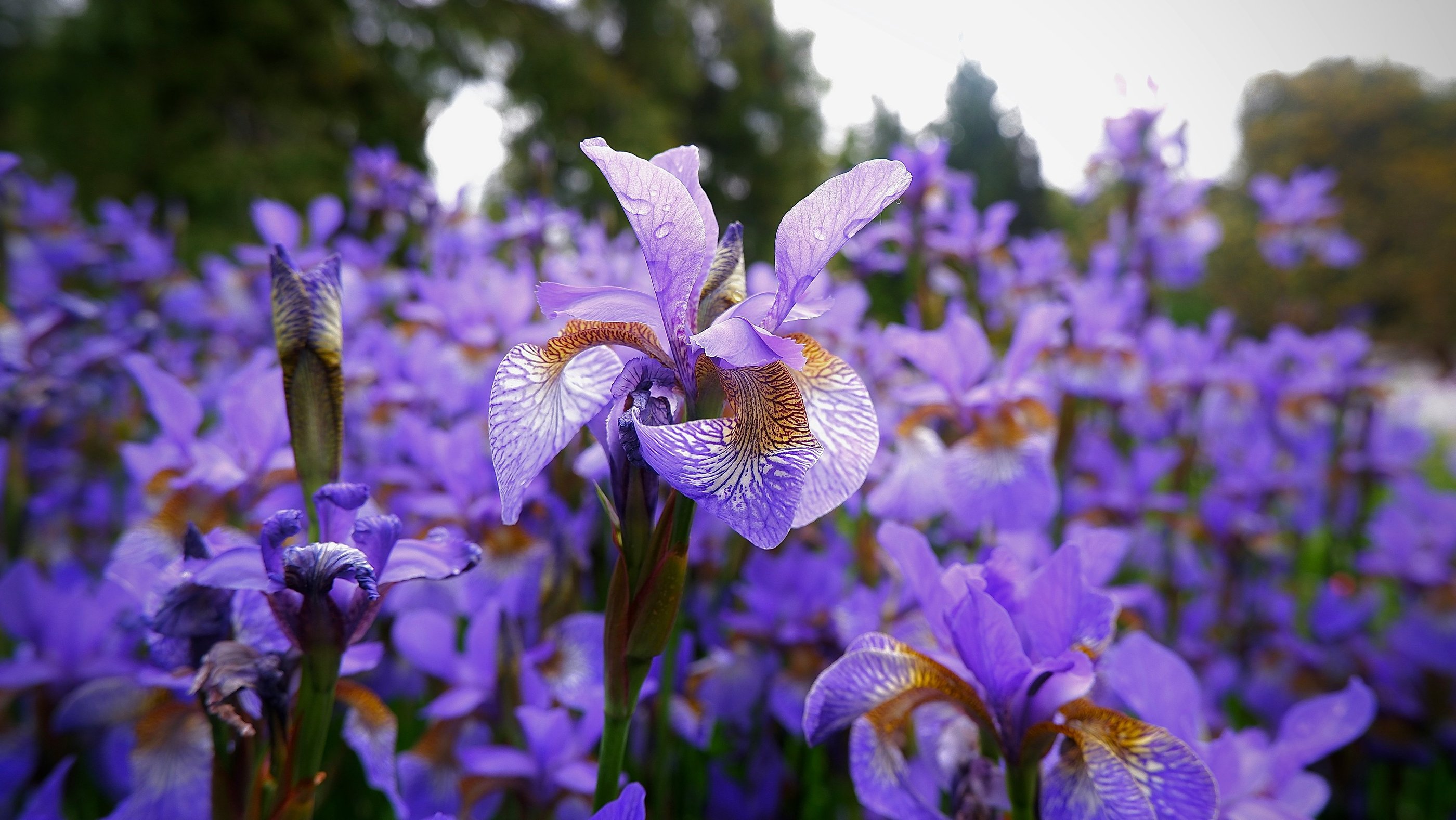 Blooming iris signifying faith, hope, wisdom and valor.