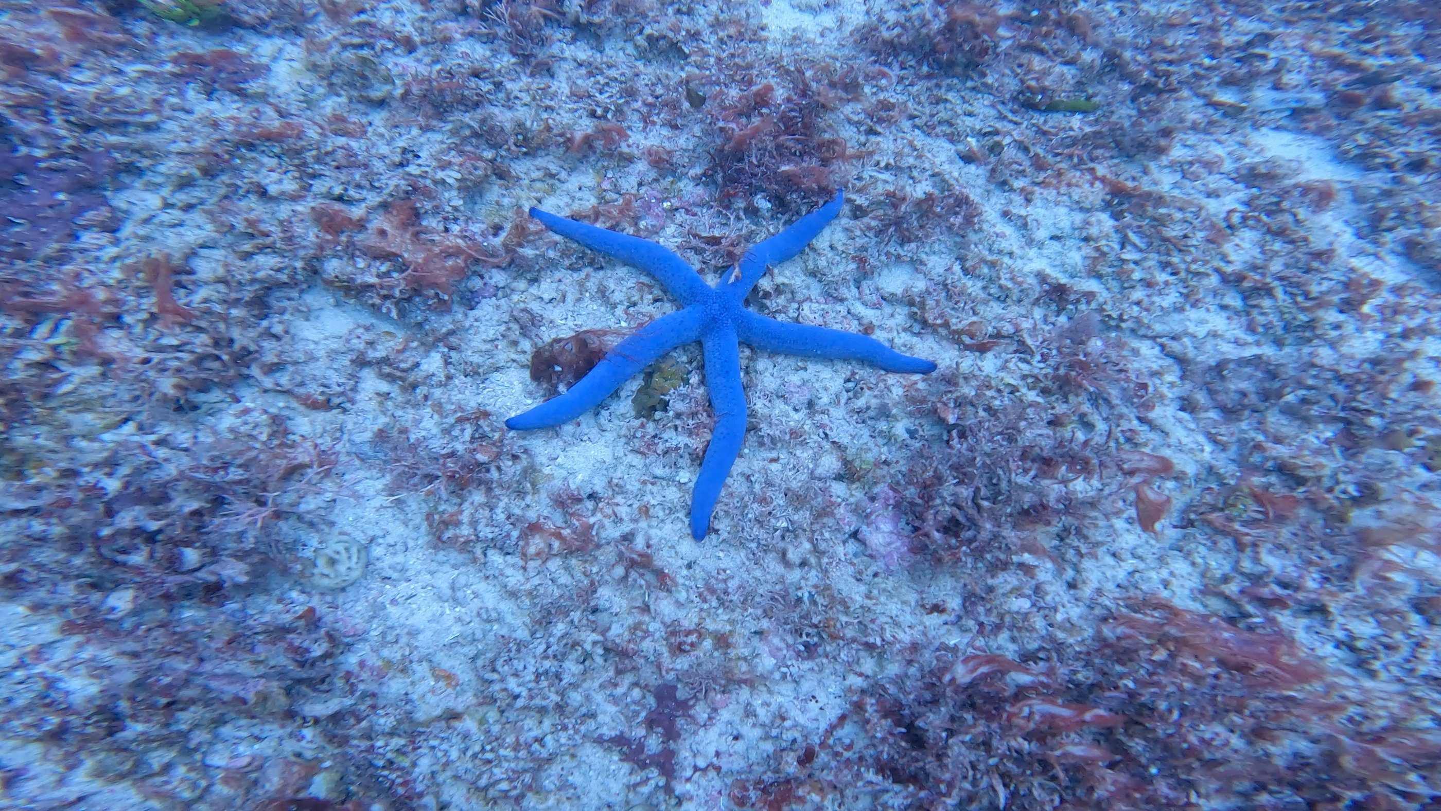 a blue starfish starfish in the ocean