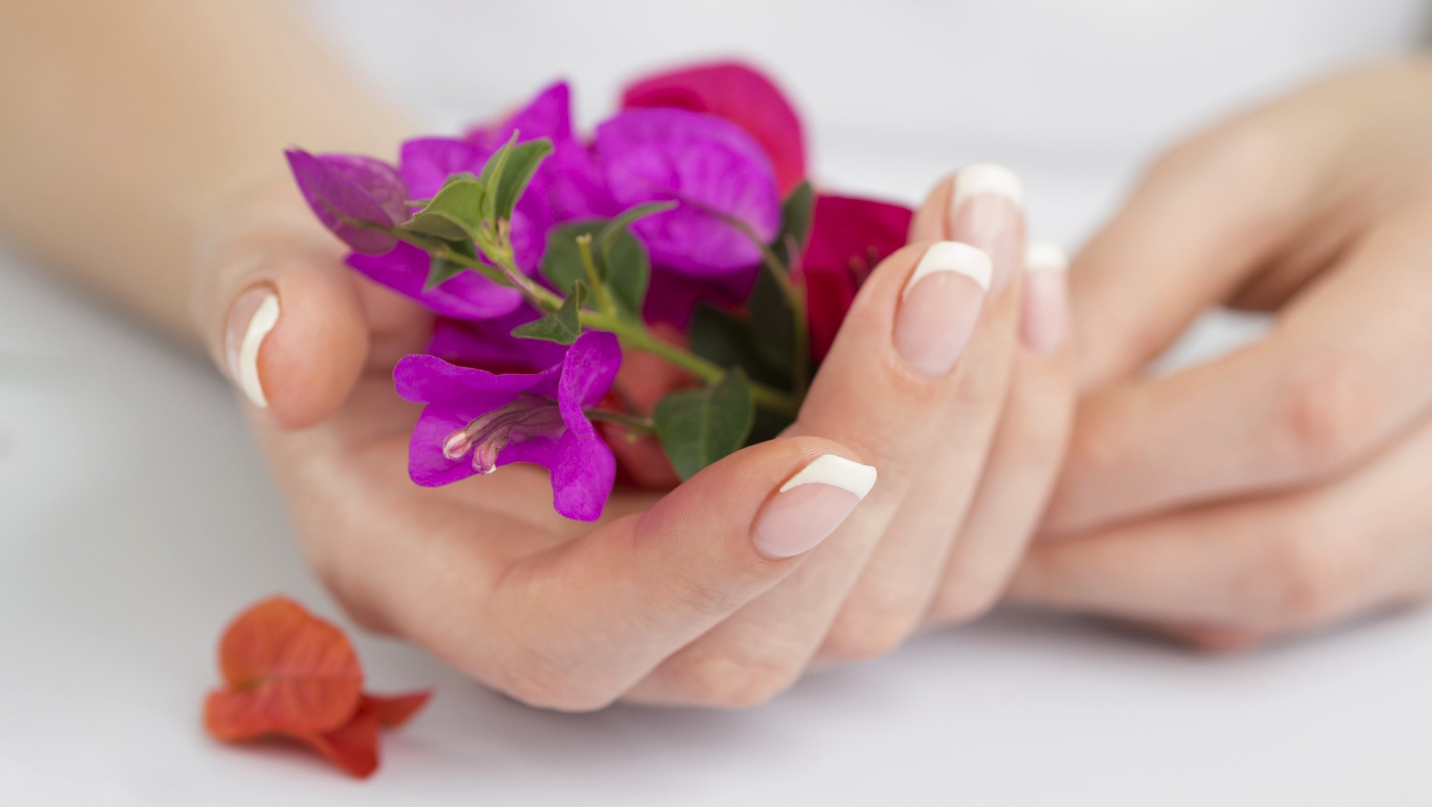 Beautiful Fingers (manicured with French styling) holding a Flower