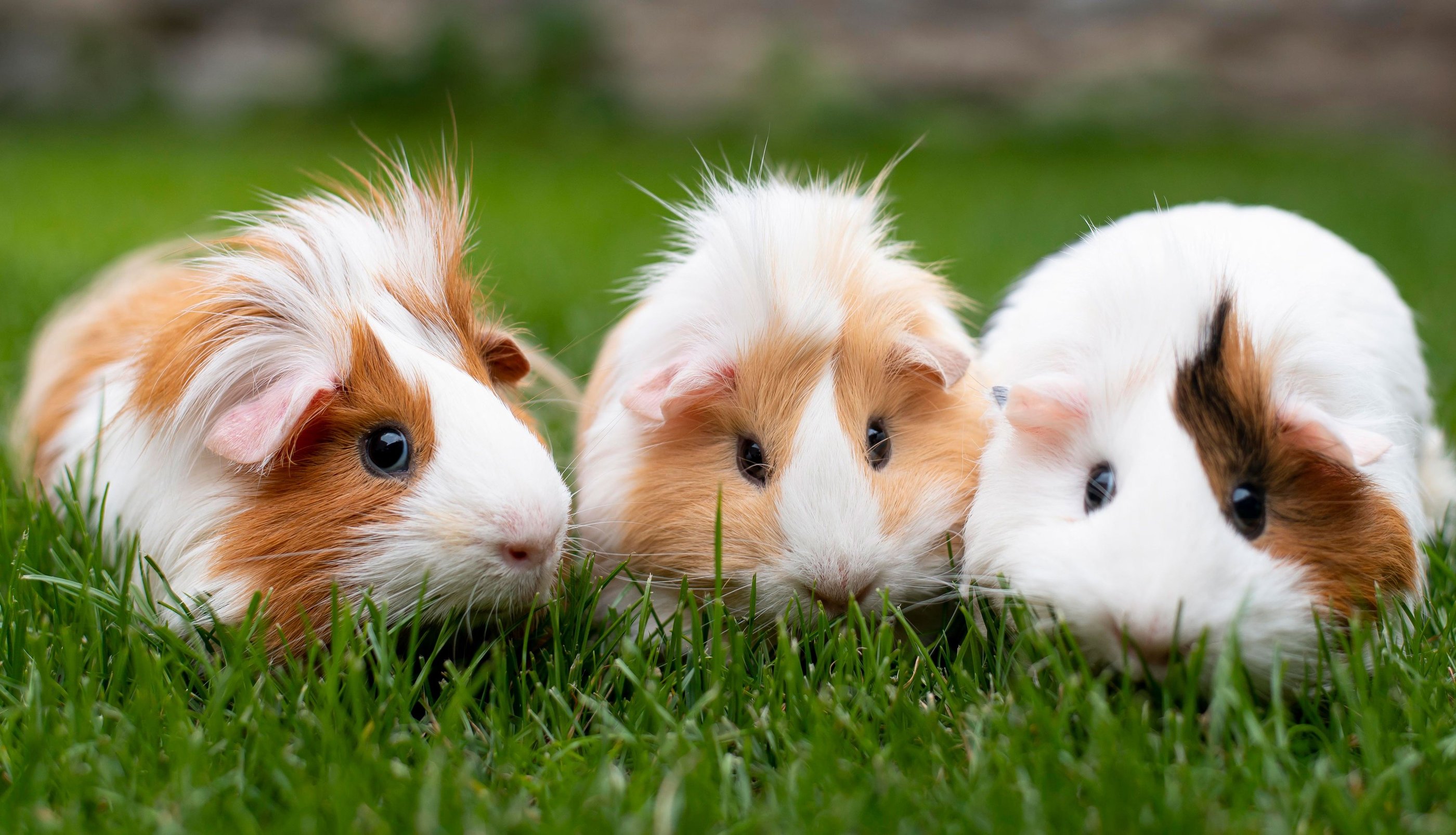 three guineas are sitting in the grass