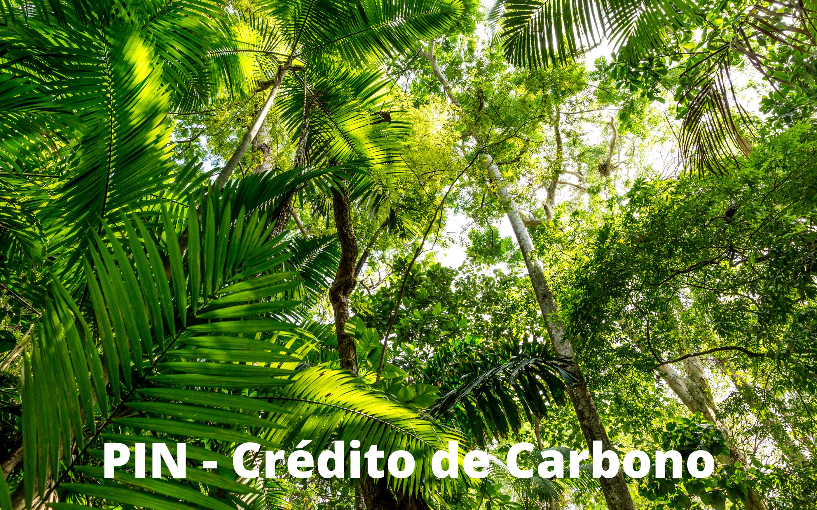 pin - crédito de carbono