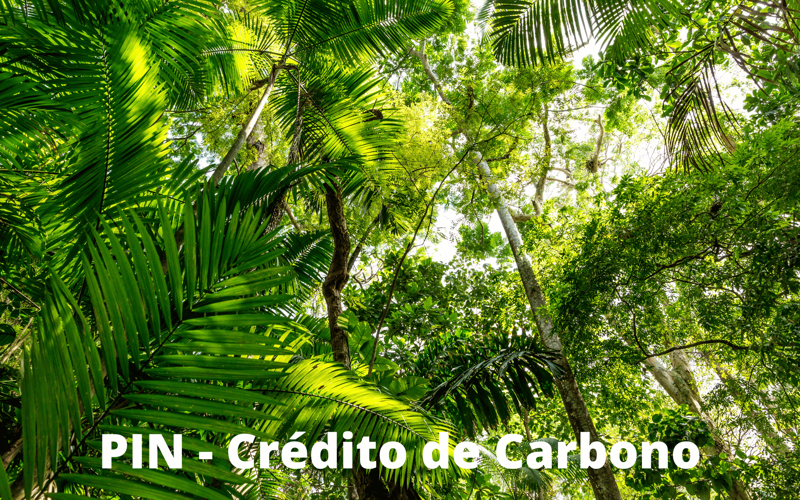 pin - crédito de carbono
