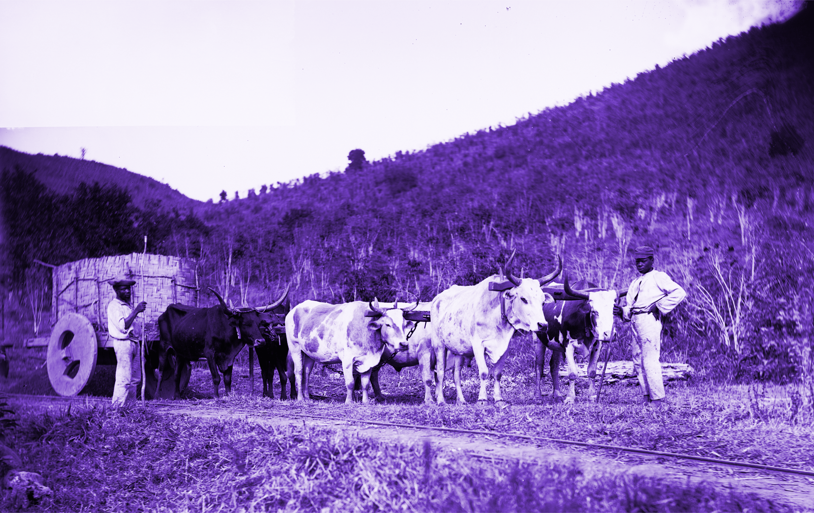 Carro -de-Boi com tres parelhas sendo conduzidos por dois senhores pretos, descalços, numa região montanhosa