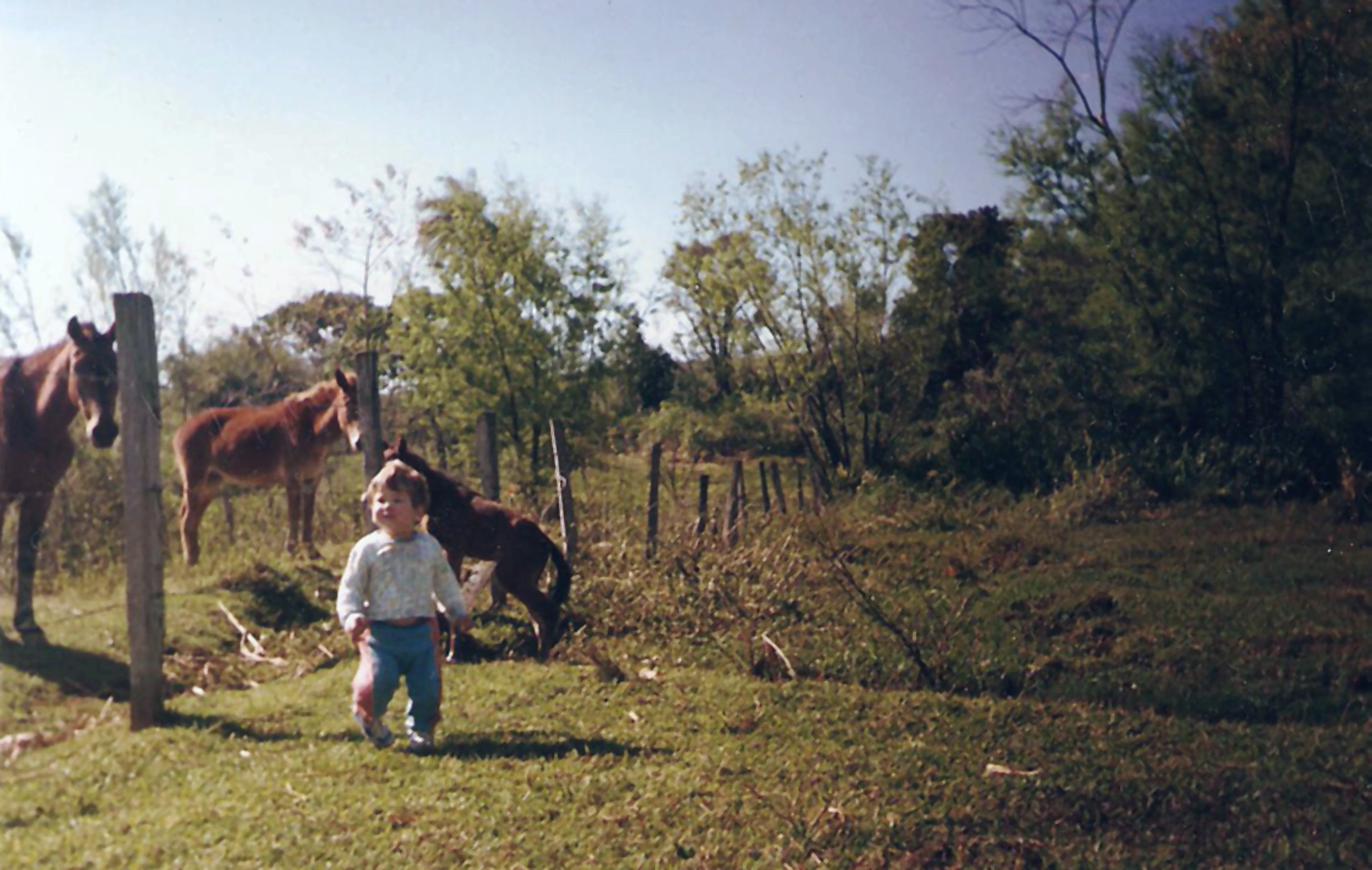 Retrato do Jaum, no pasto com os potros, em 1994