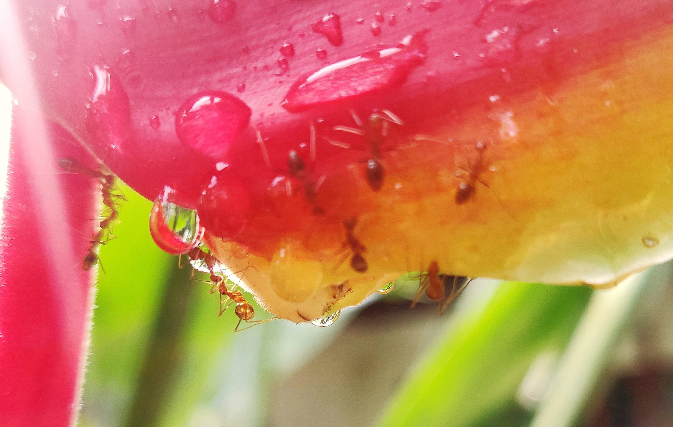 Heliconia