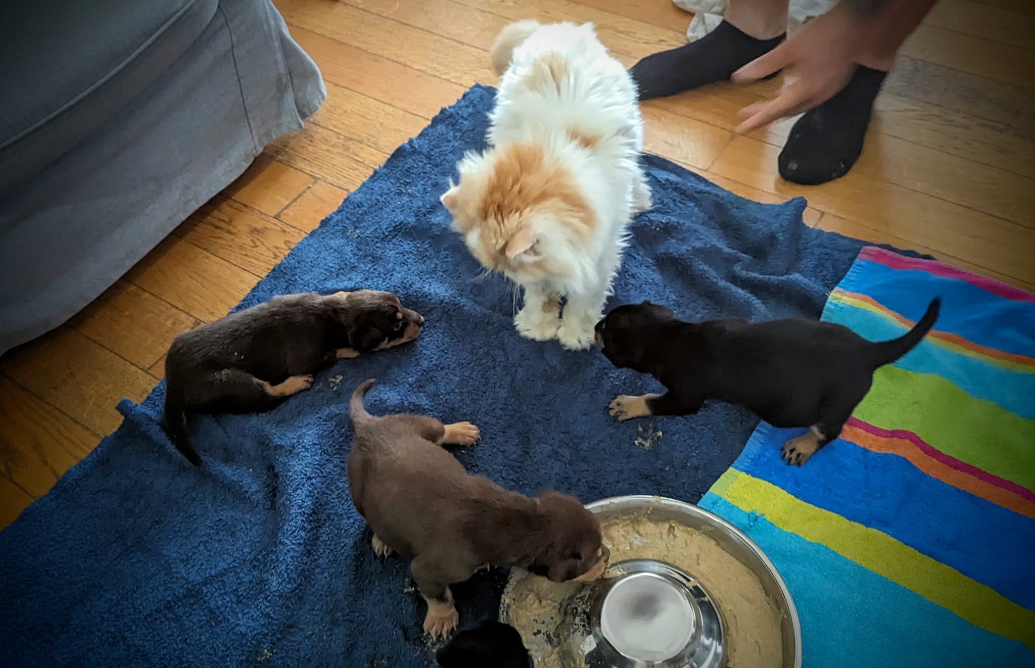 Chiot Working Kelpie et Chat Persan