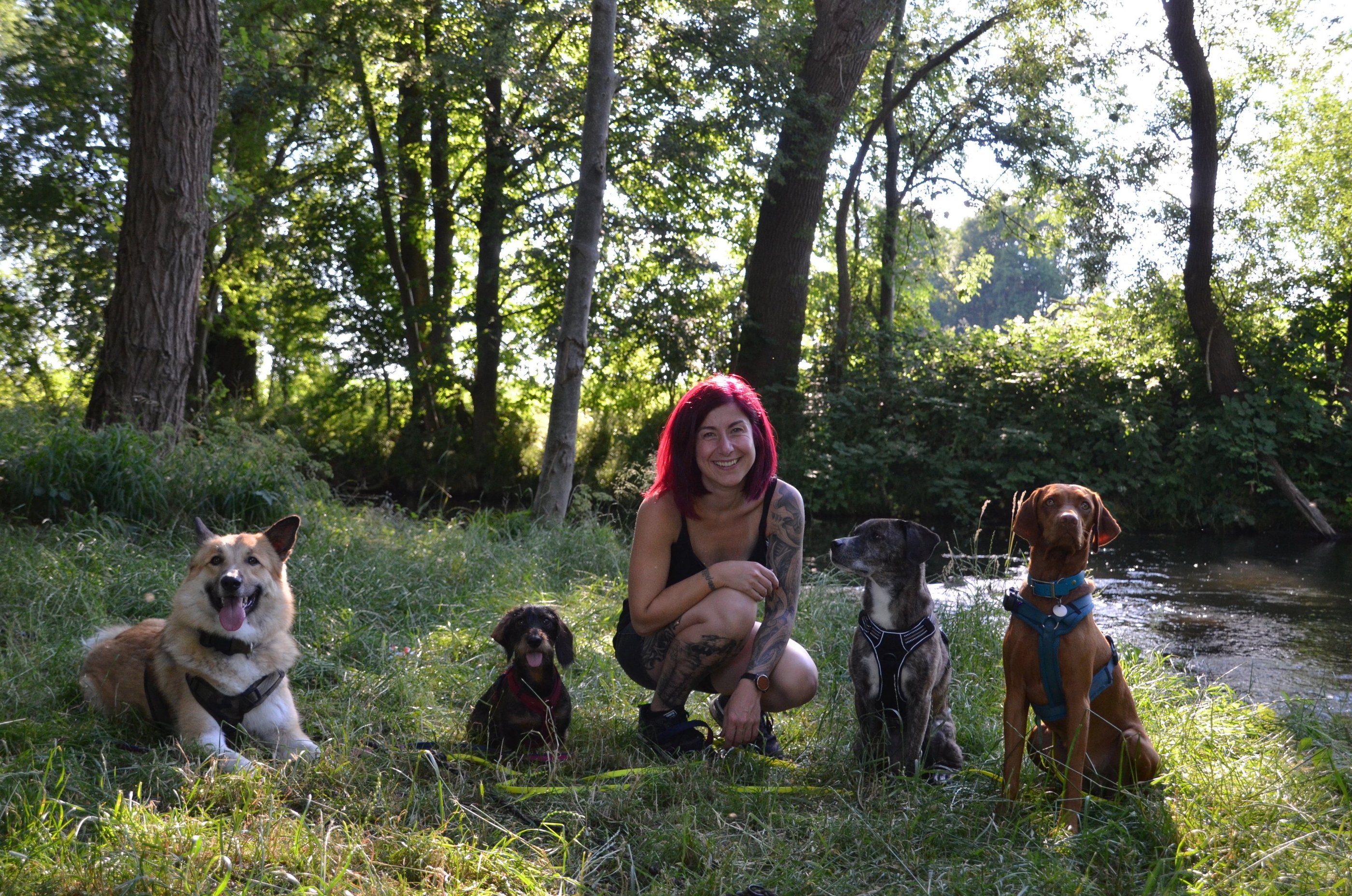 Dogz Erding Mobile Hundeschule