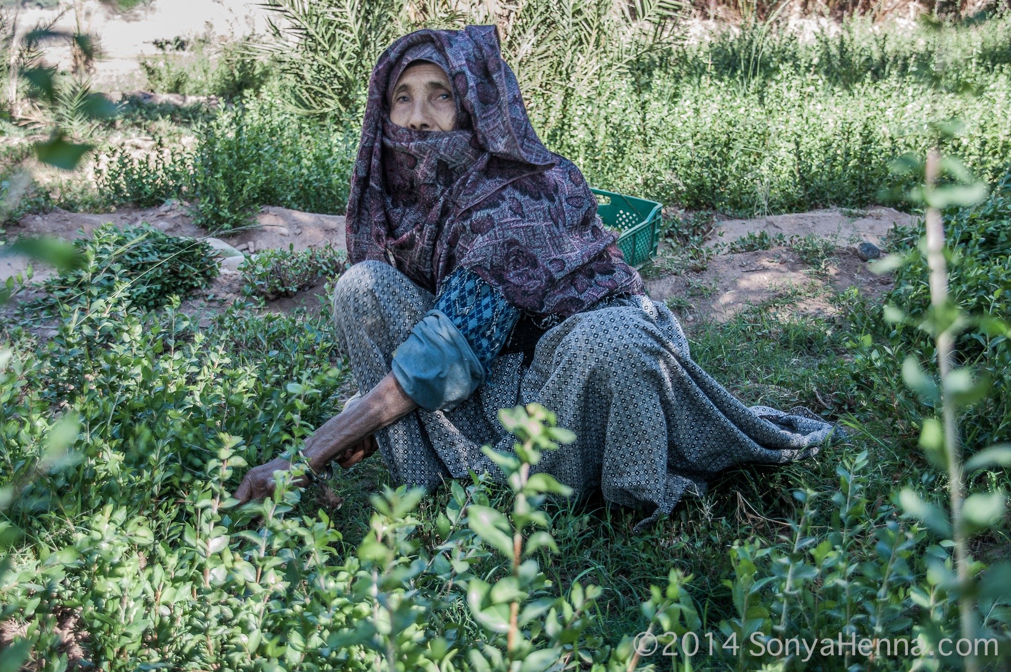 henna lady harvesting 