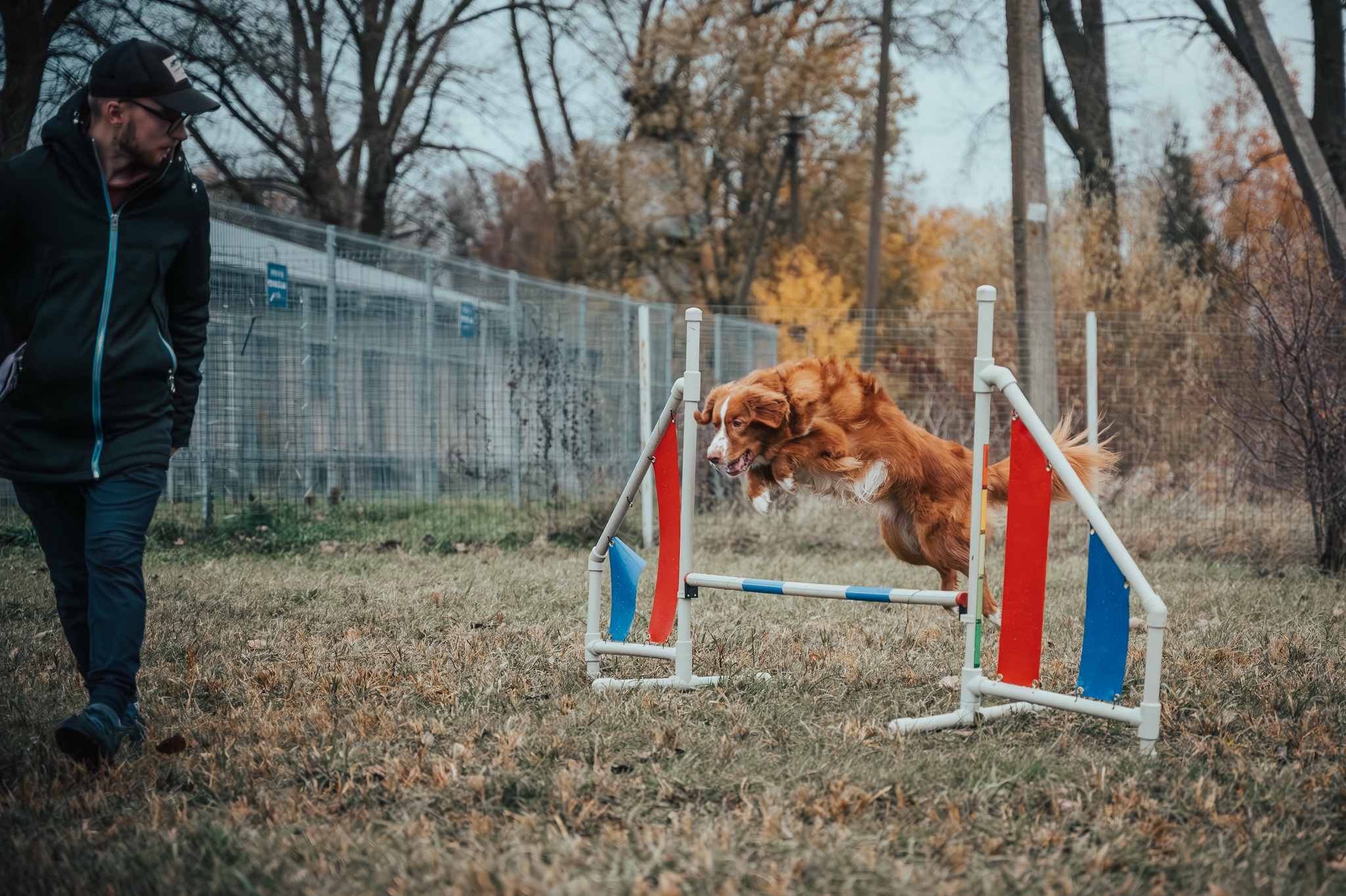 šuo šoka per agility kartelę