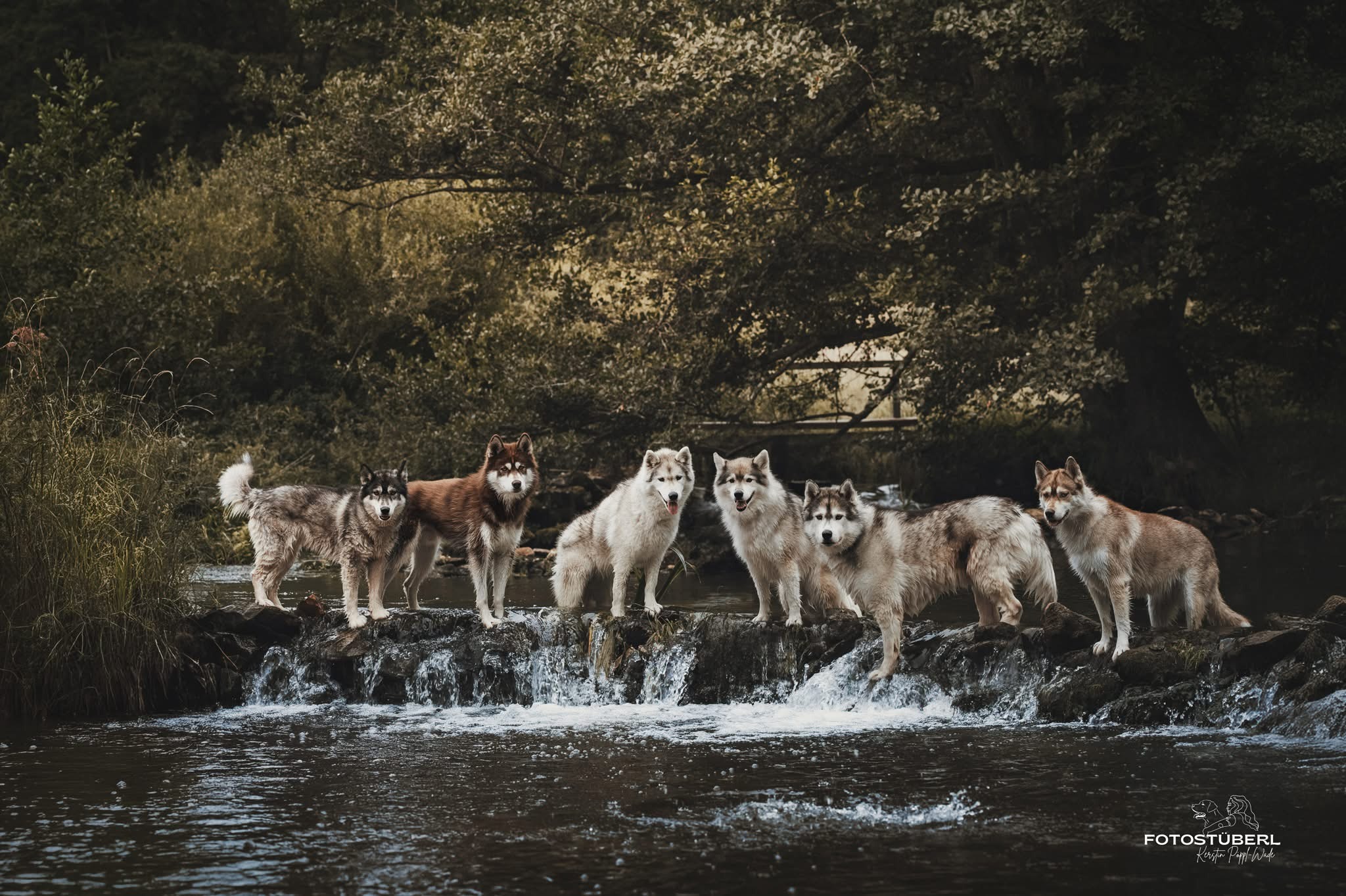 Unsere Nachzuchten auf dem alljährlichen Züchtertreffen posieren im Bachlauf.