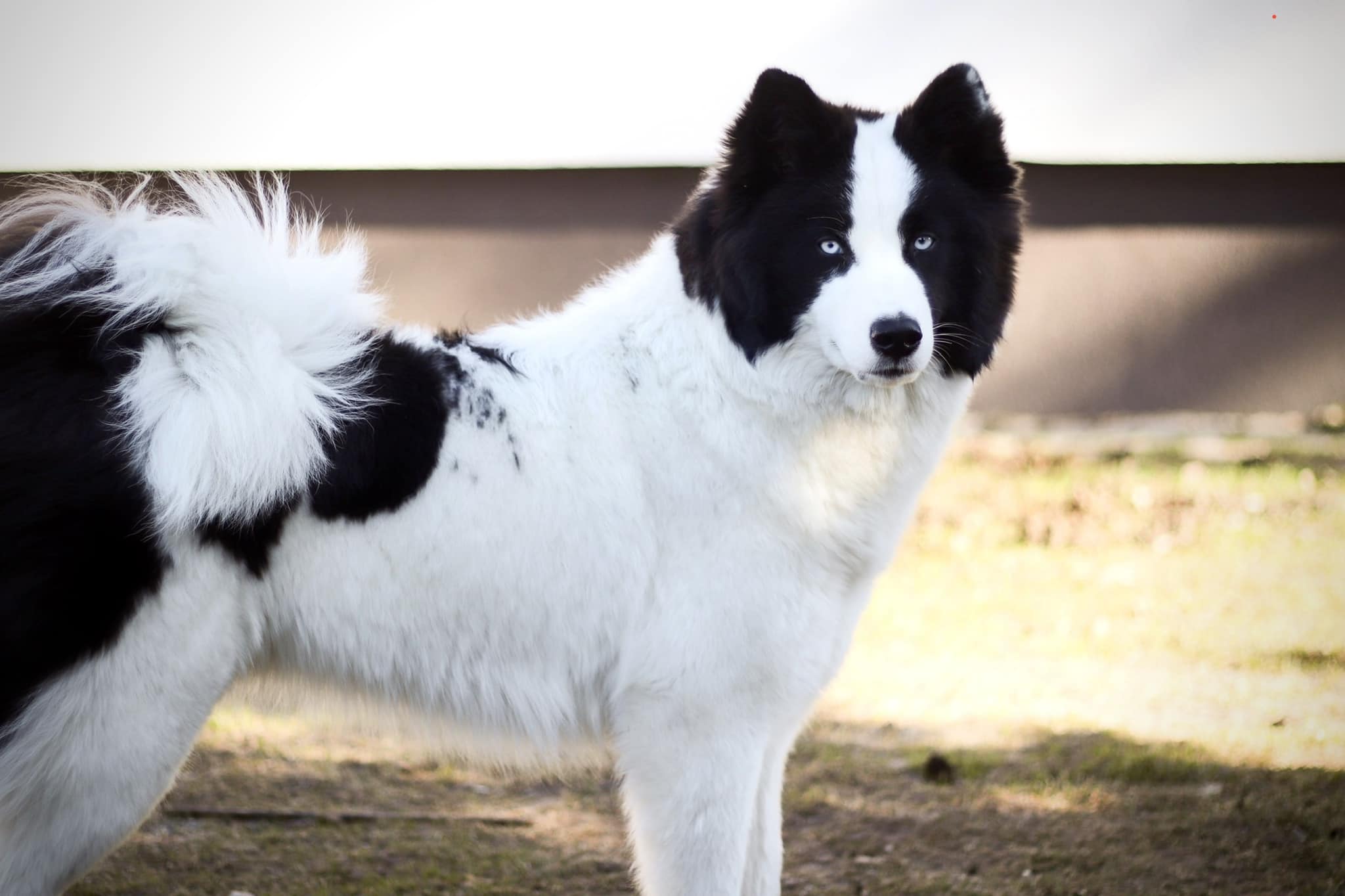 Best yakutian laika kennel