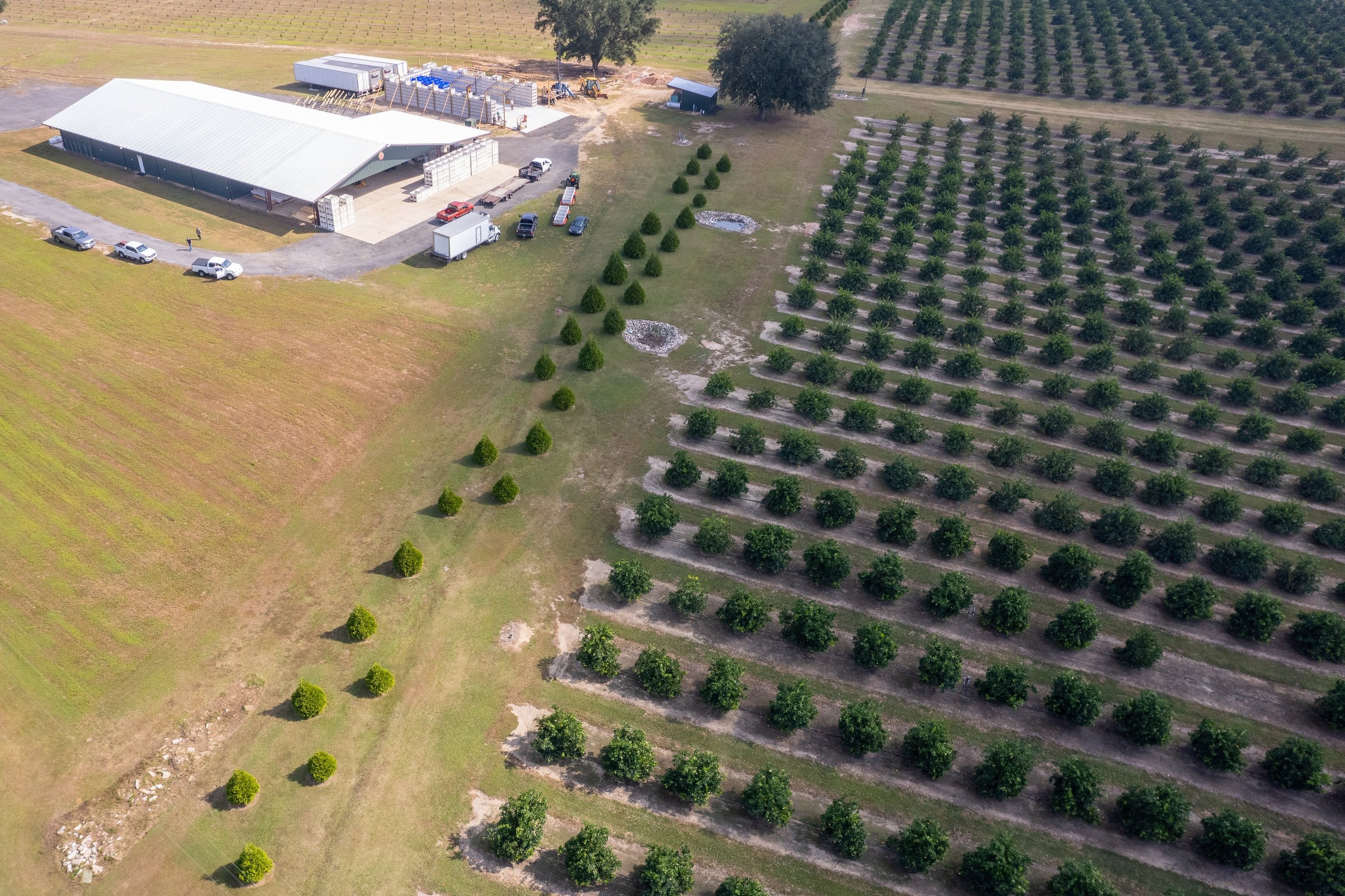 drone image of a citrus field