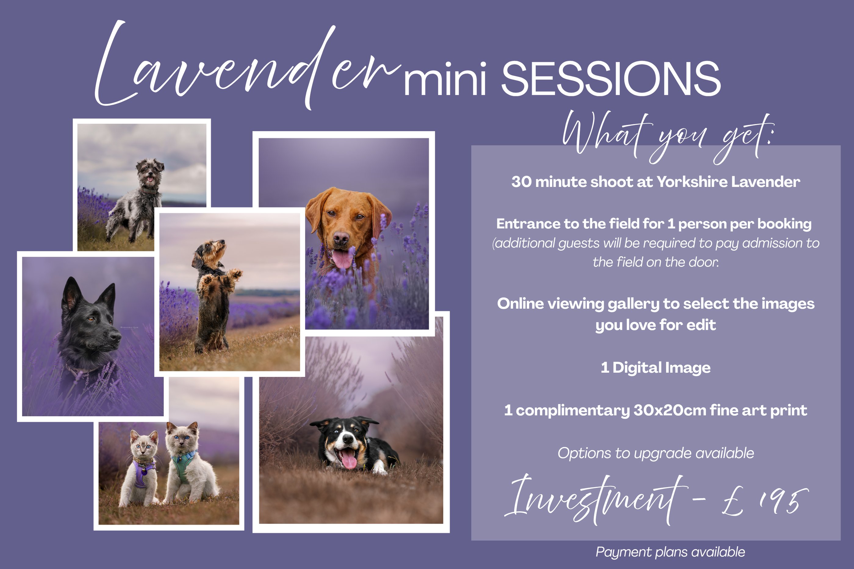 Pet photography offer for lavender field sessions