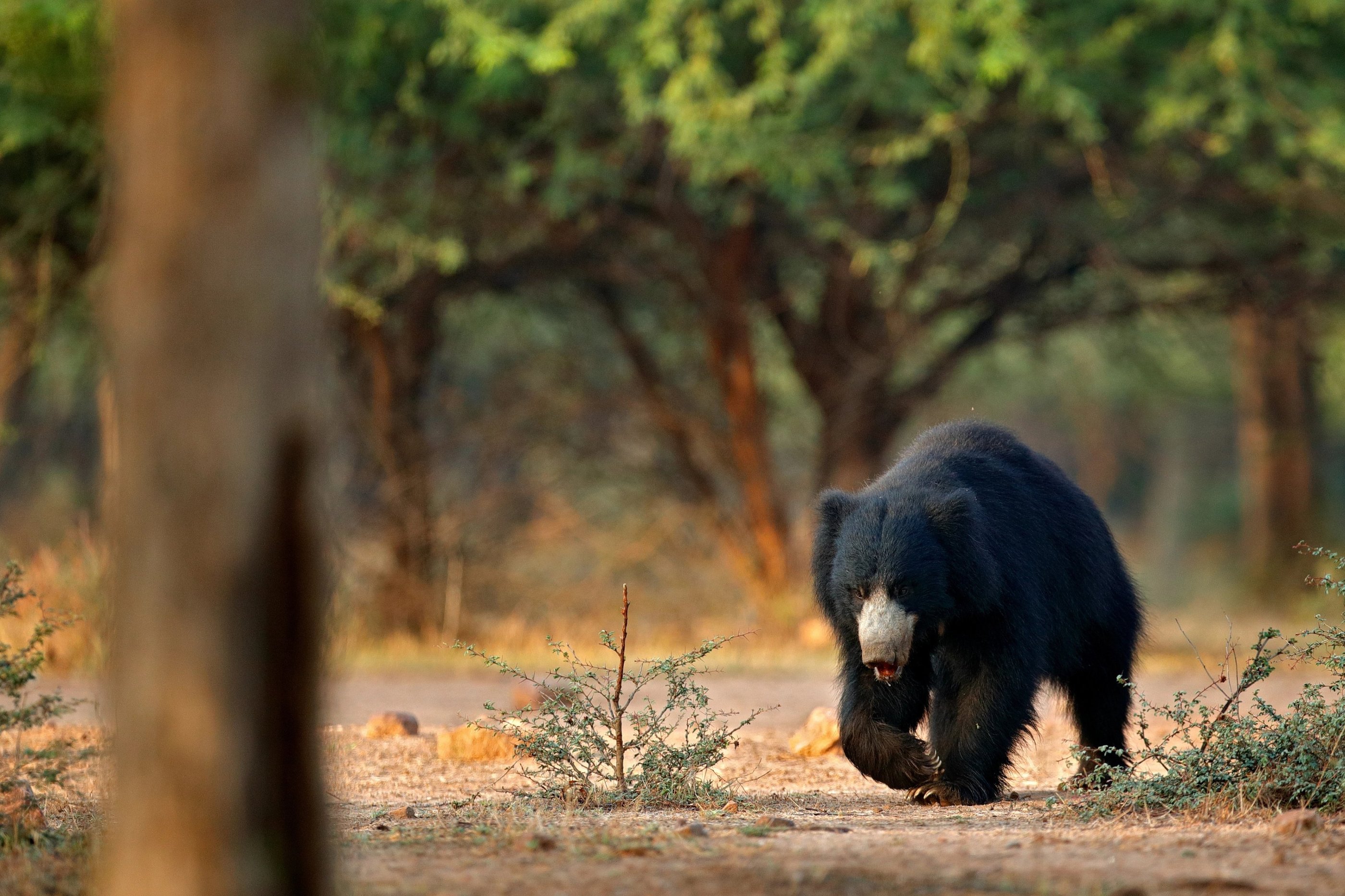 lippu bear in Churia valley