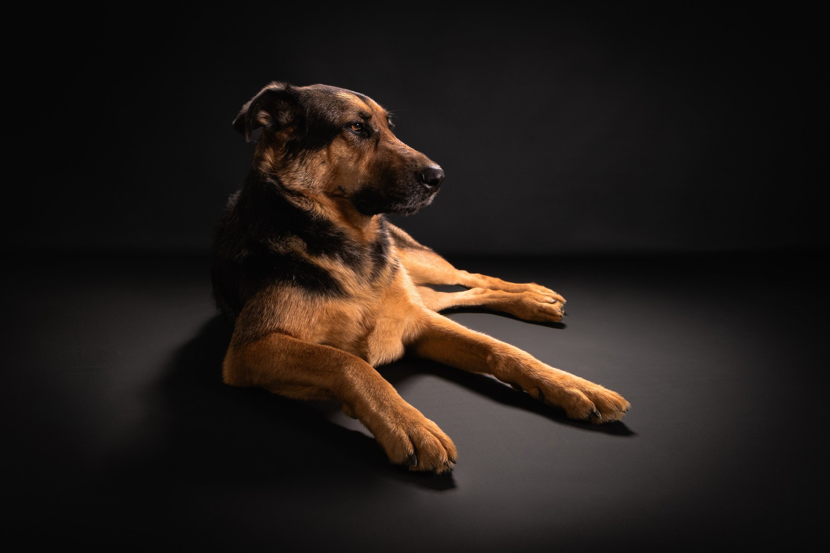 Portrait chien studio finistère brest